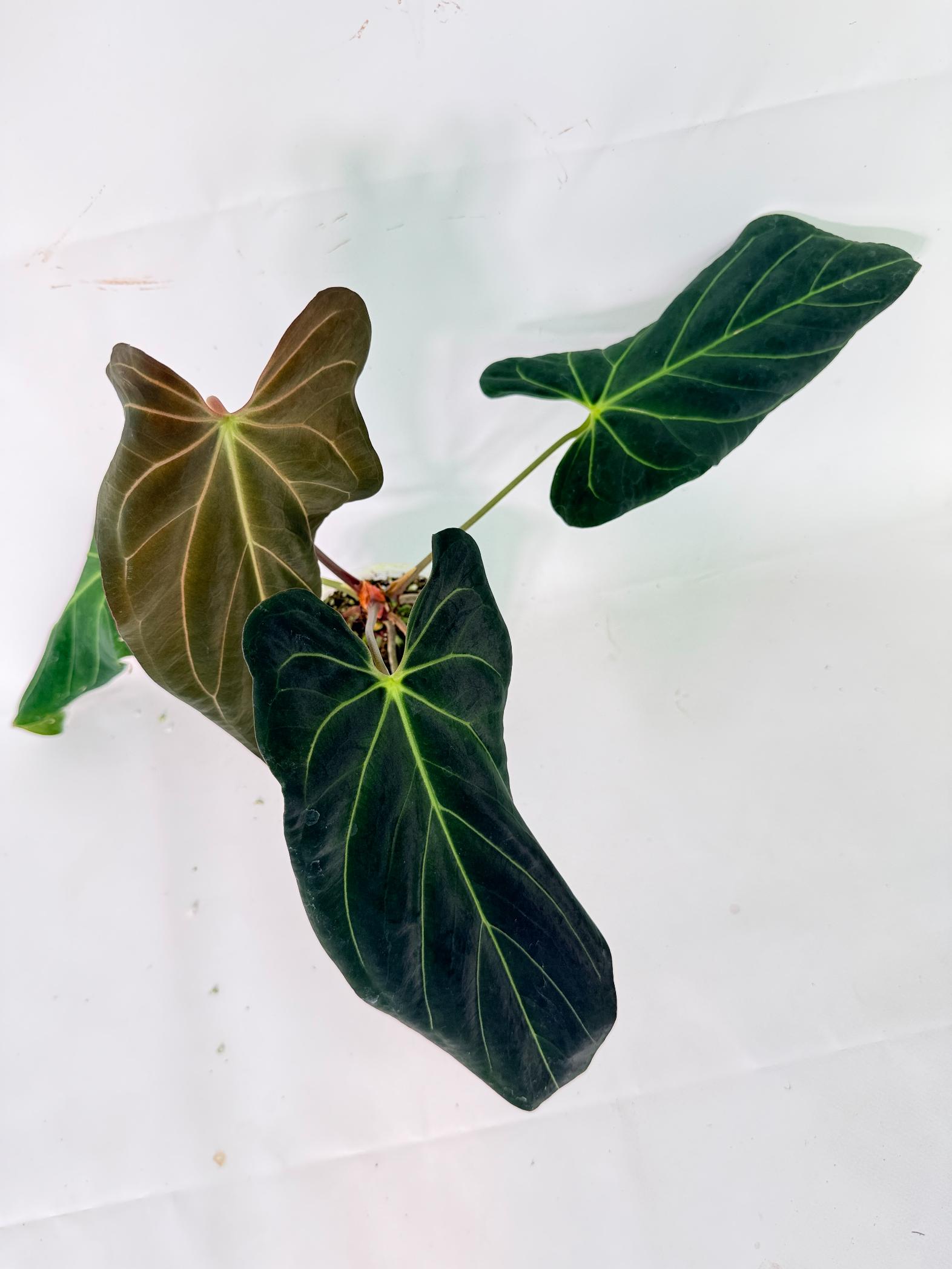 Anthurium Papillilaminum x Magnificum 03