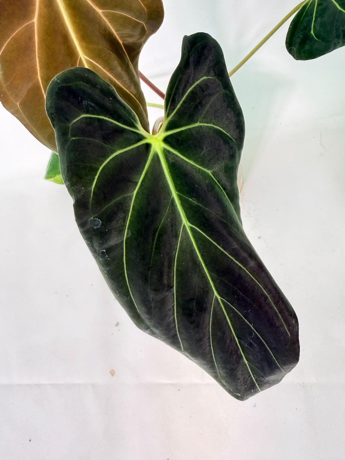Anthurium Papillilaminum x Magnificum 04