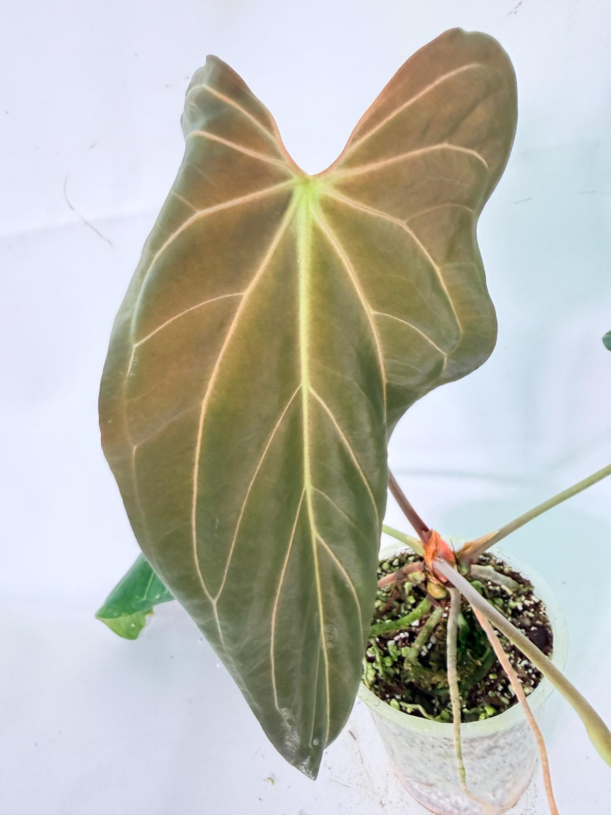 Anthurium Papillilaminum x Magnificum 05