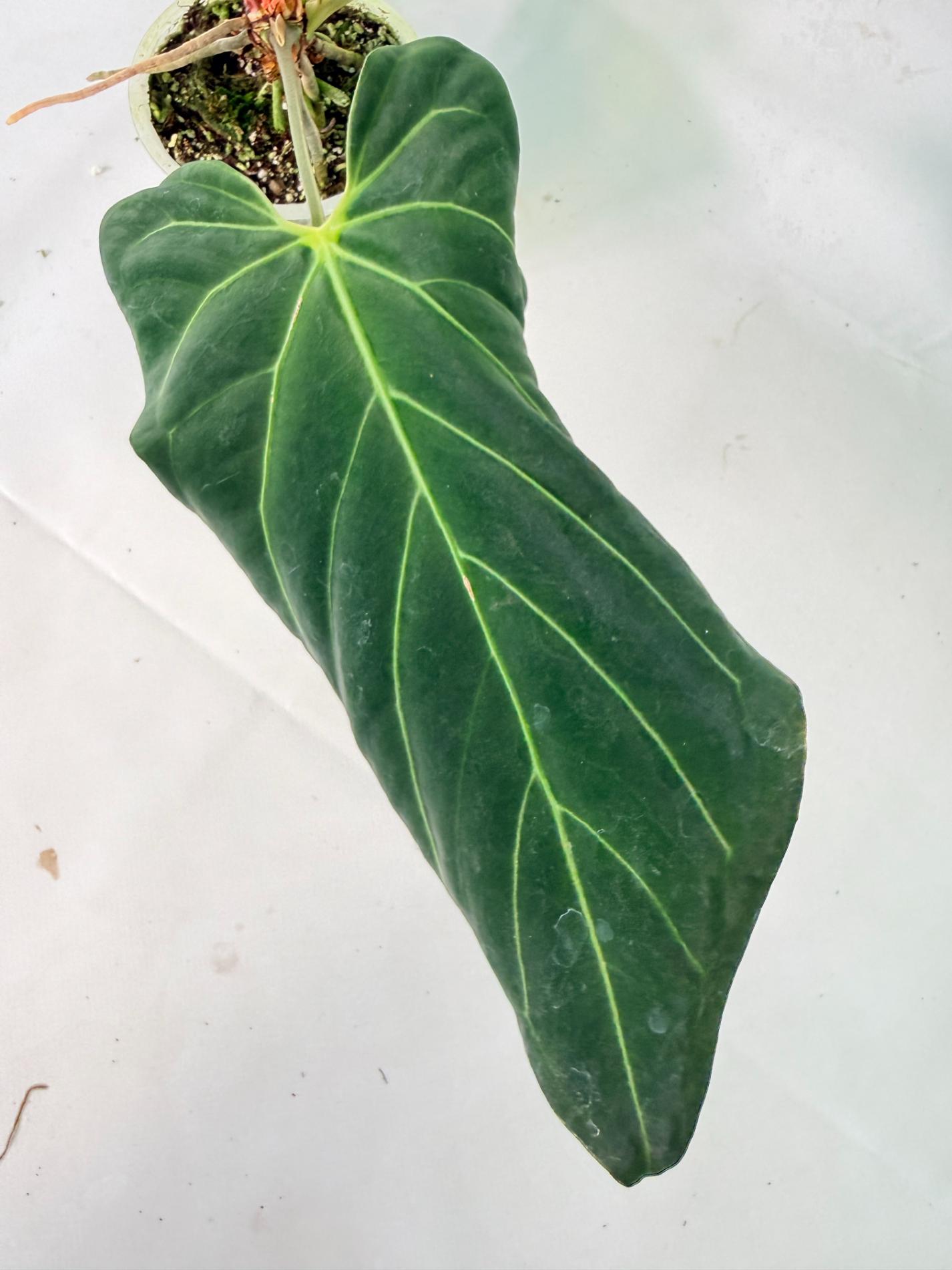 Anthurium Papillilaminum x Magnificum 06
