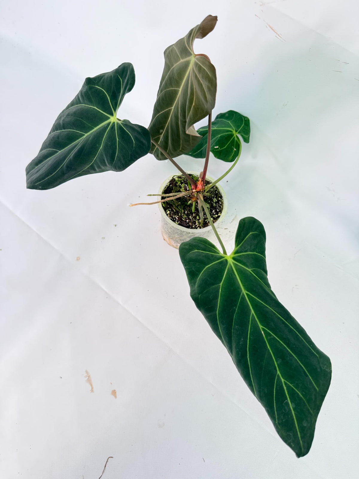 Anthurium Papillilaminum x Magnificum 07
