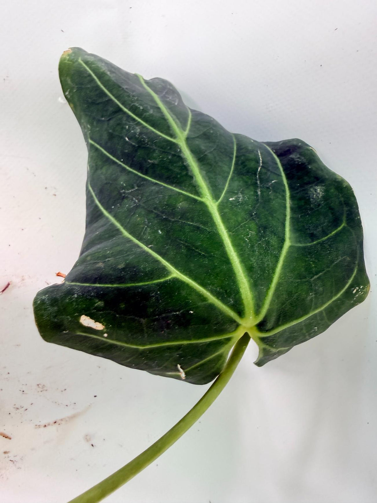 Anthurium Papillilaminum x Magnificum 08