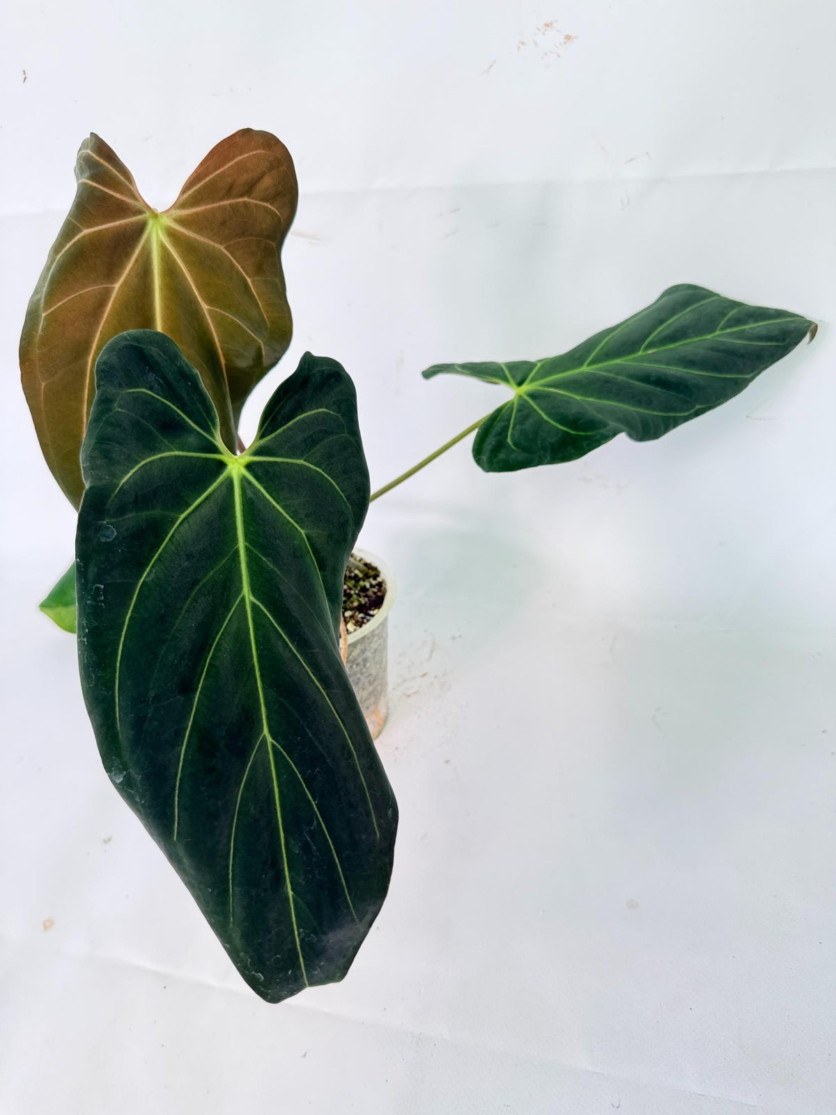Anthurium Papillilaminum x Magnificum 09