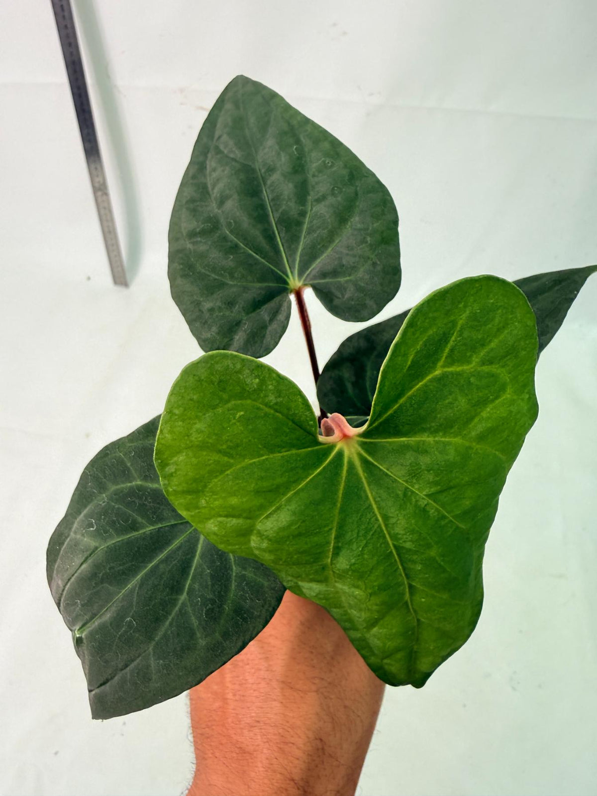 Anthurium Dark Phoenix 3