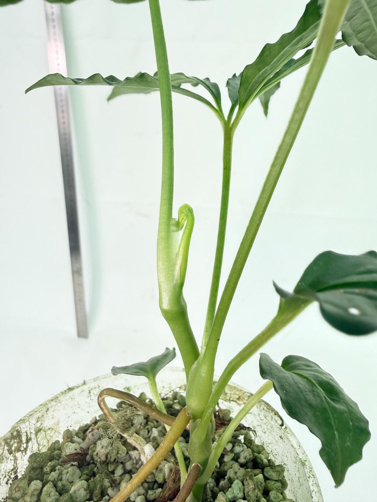 Anthurium Polyschistum 10