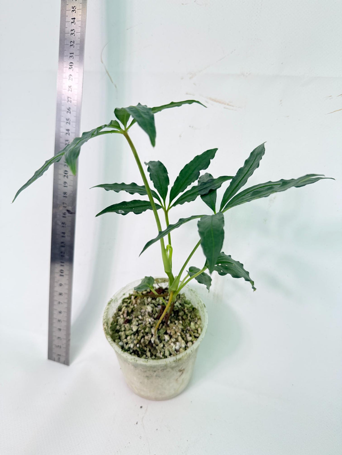 Anthurium Polyschistum 4