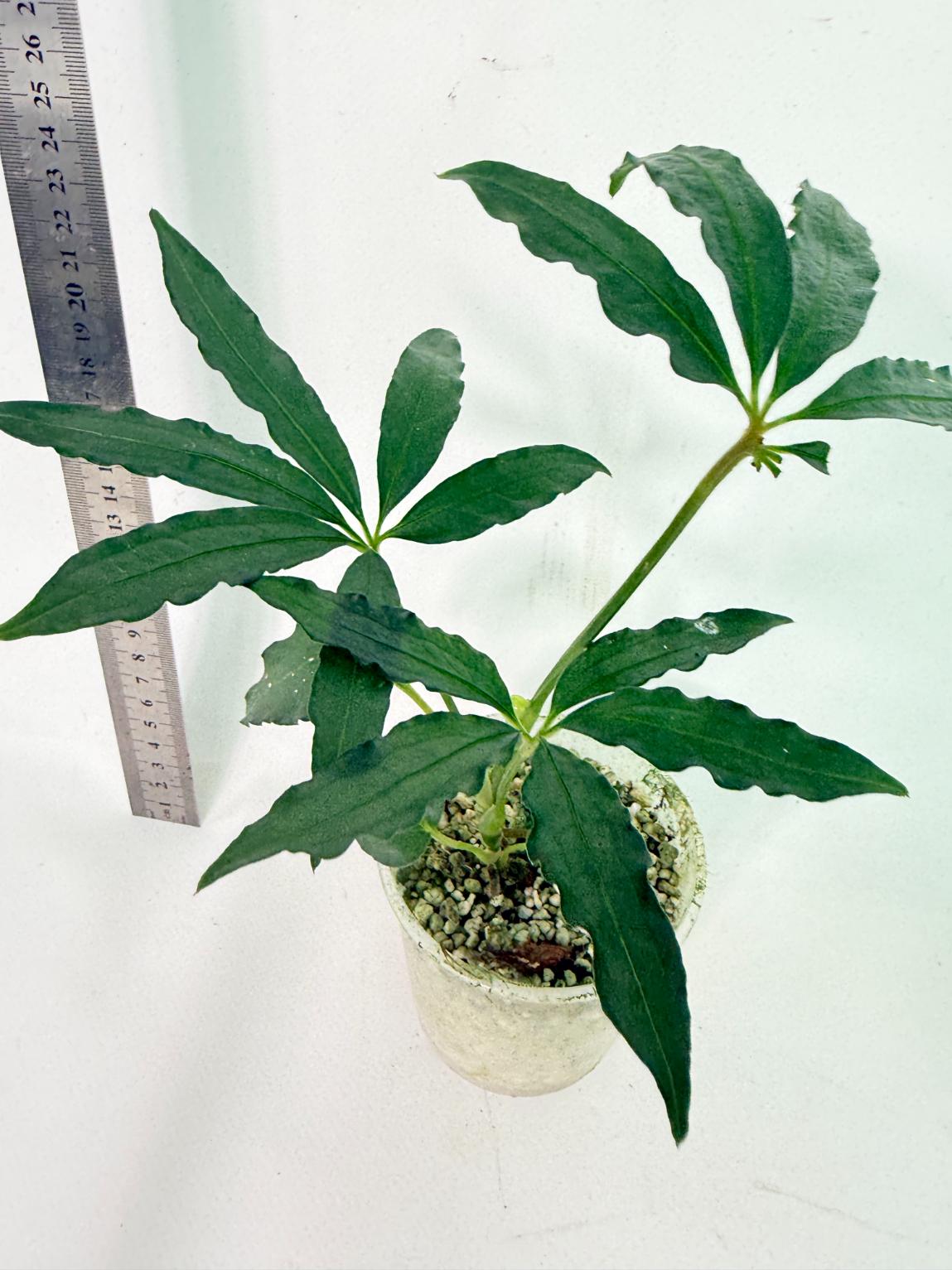 Anthurium Polyschistum 3