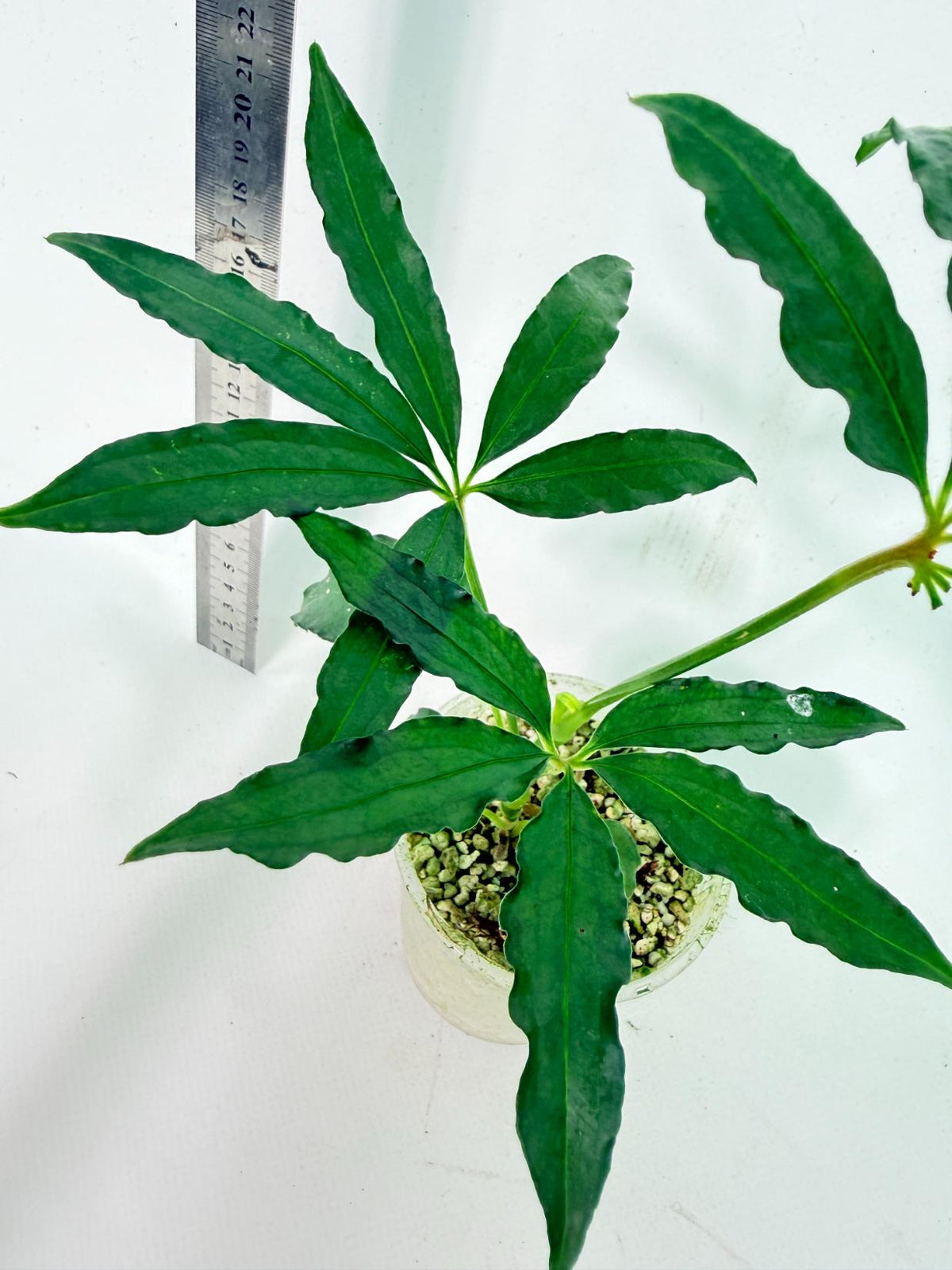 Anthurium Polyschistum 5