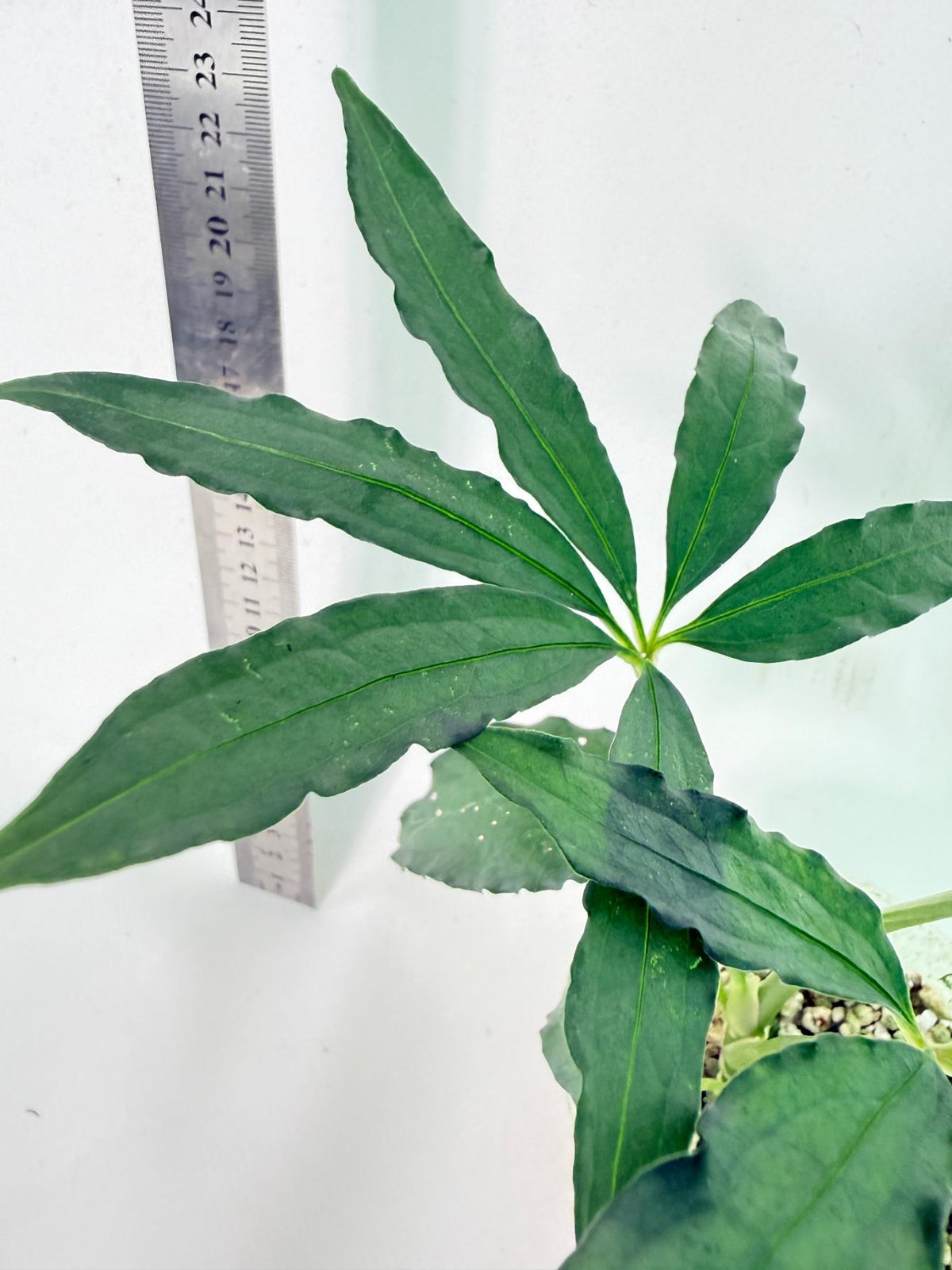Anthurium Polyschistum 6