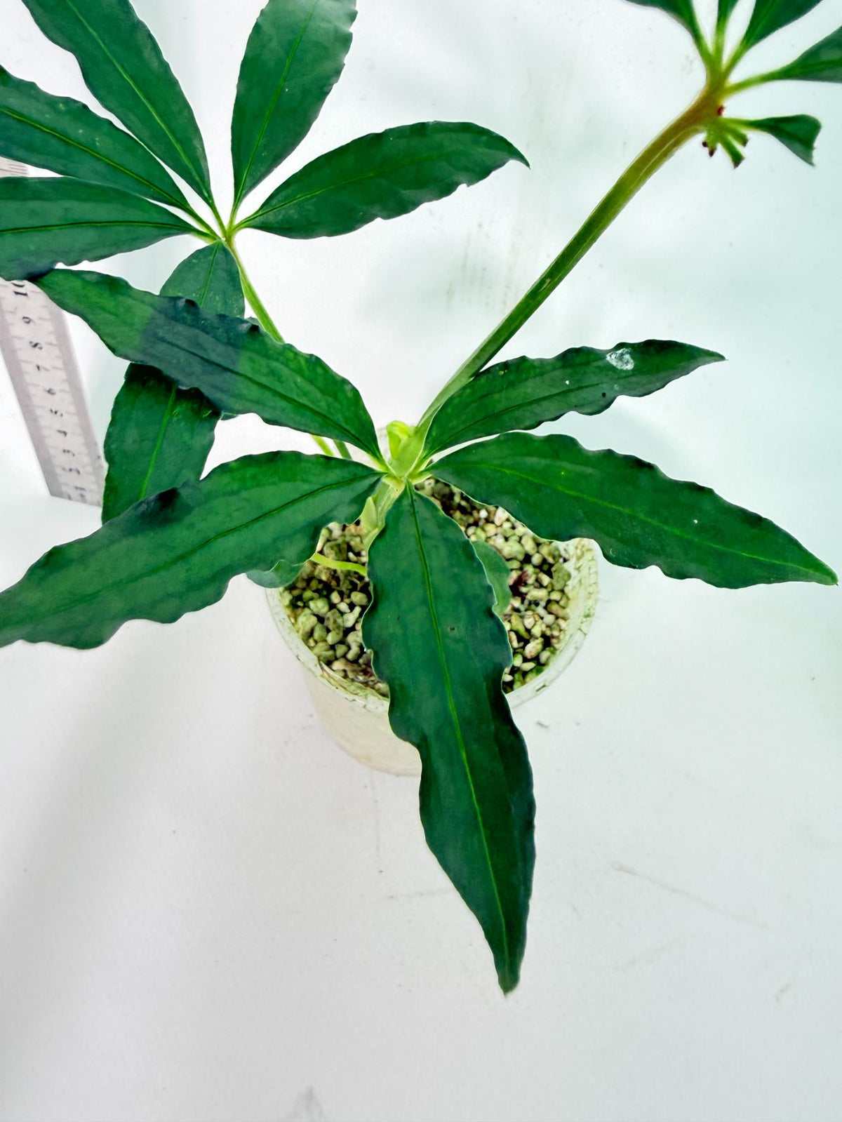 Anthurium Polyschistum 7
