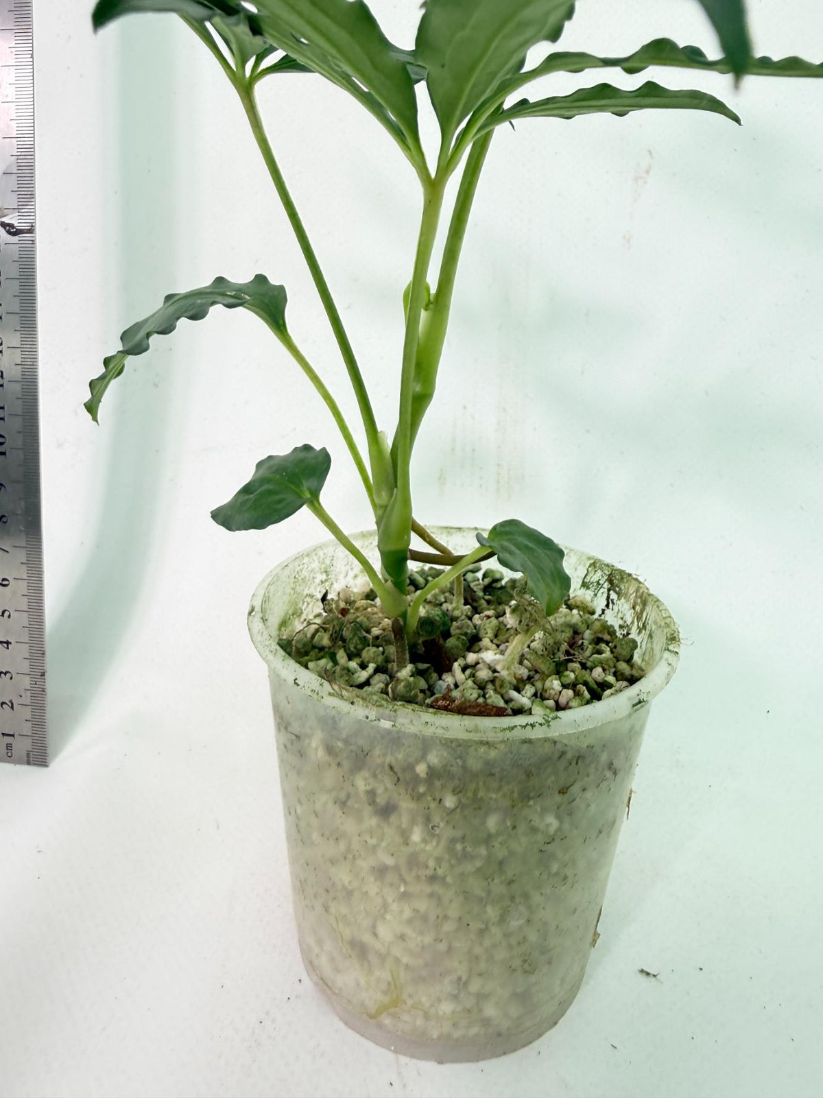 Anthurium Polyschistum 8