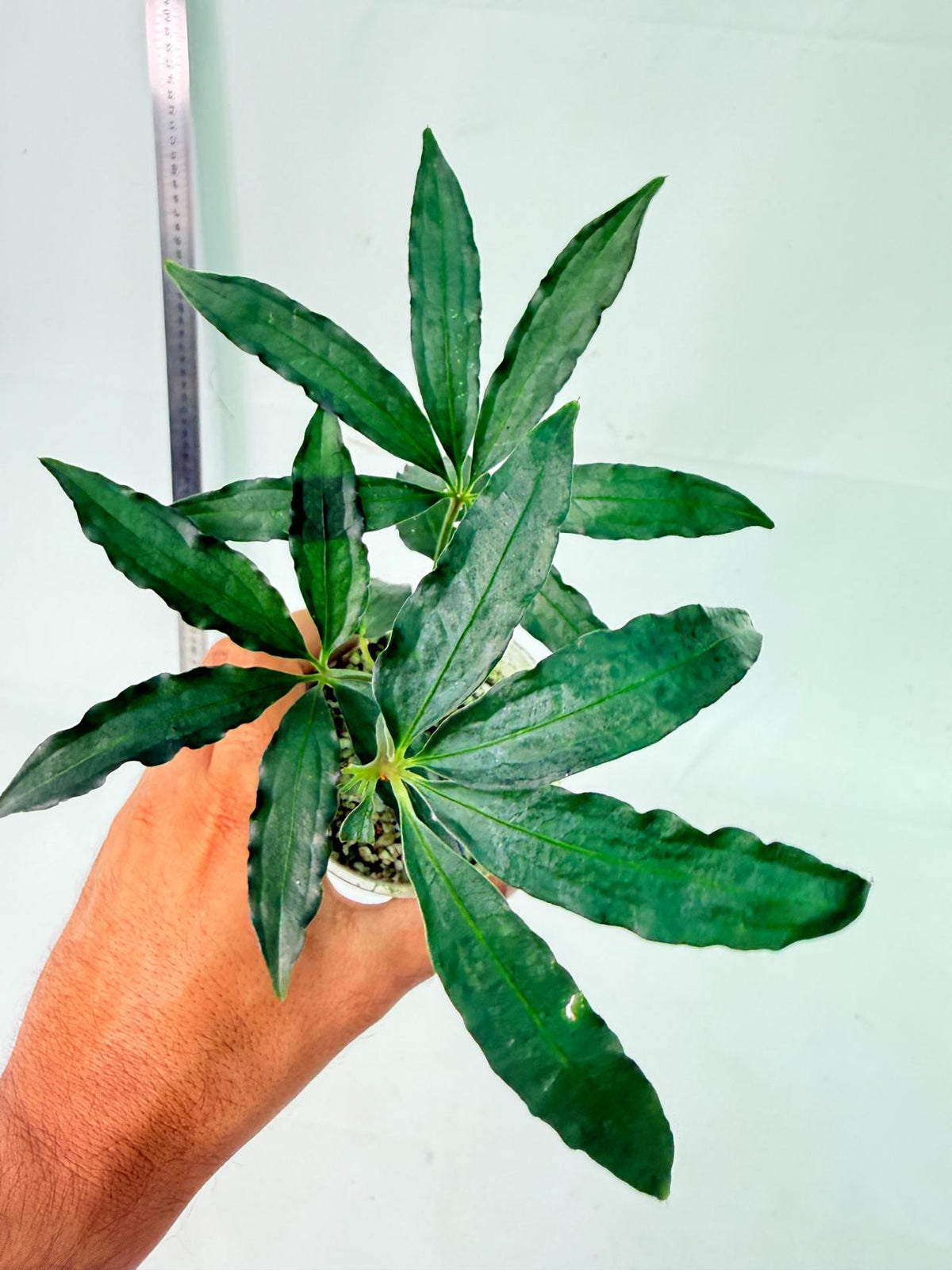 Anthurium Polyschistum 1