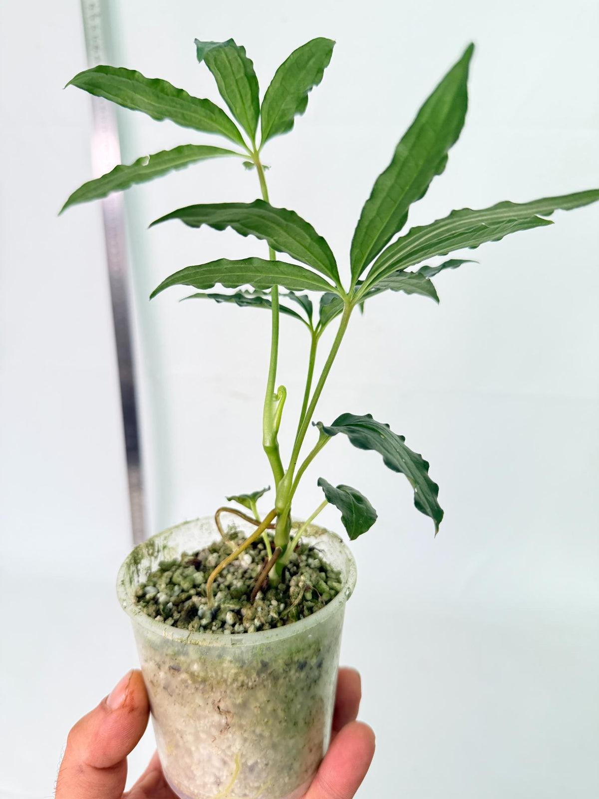 Anthurium Polyschistum 9