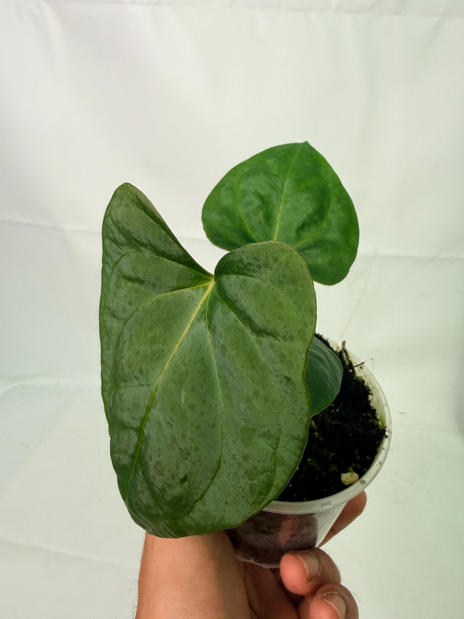 Anthurium Portillae x Dark Phoenix 9