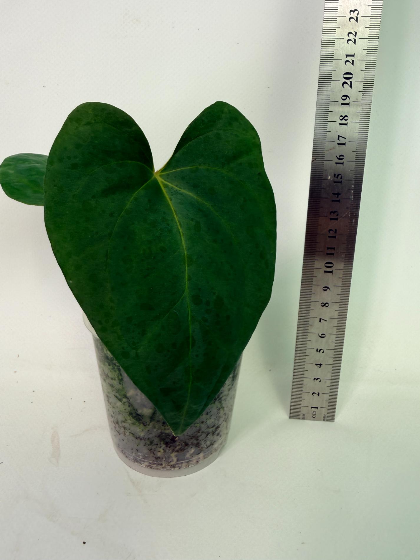Anthurium Portillae x Dark Phoenix 2