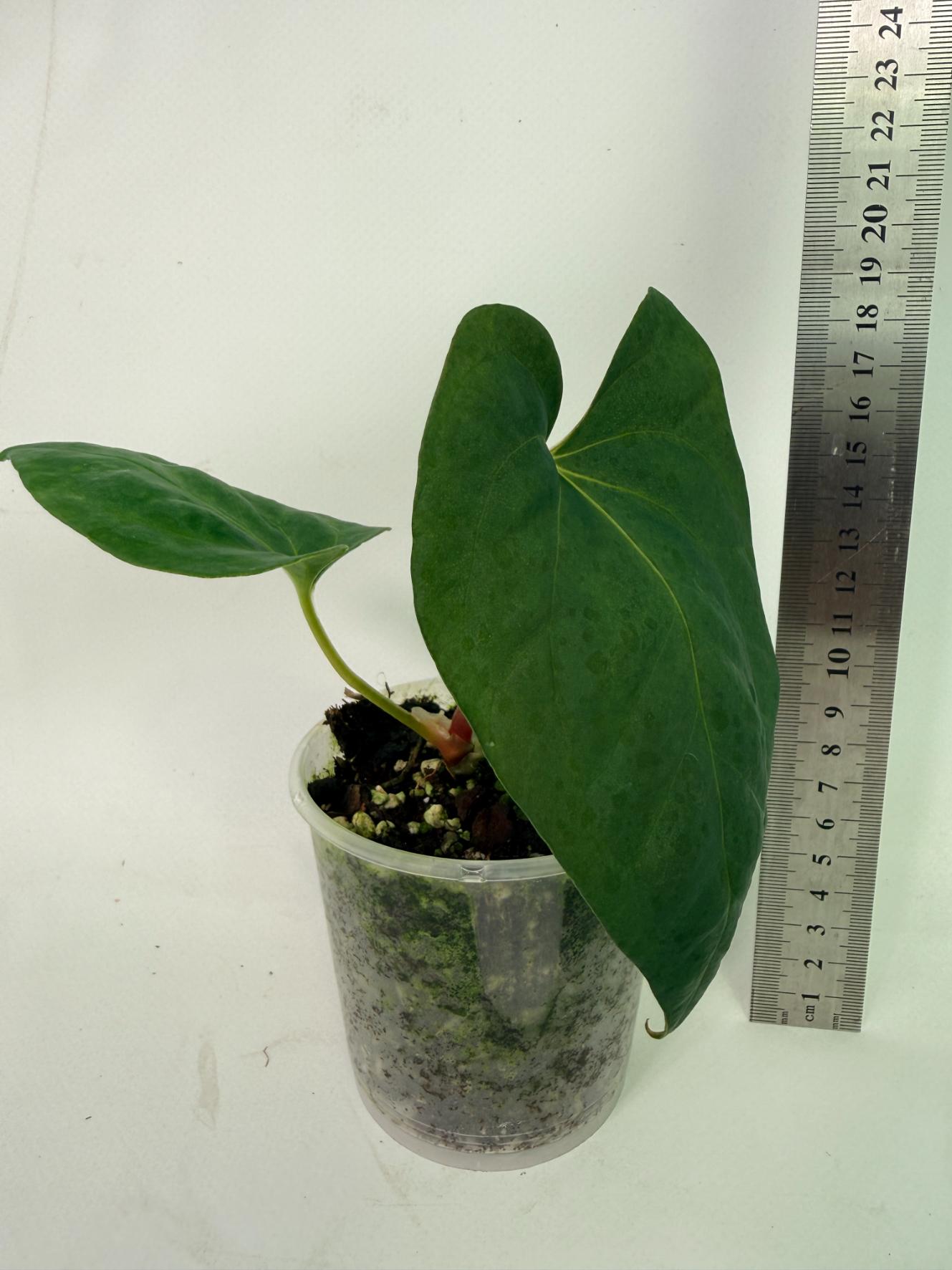 Anthurium Portillae x Dark Phoenix 3