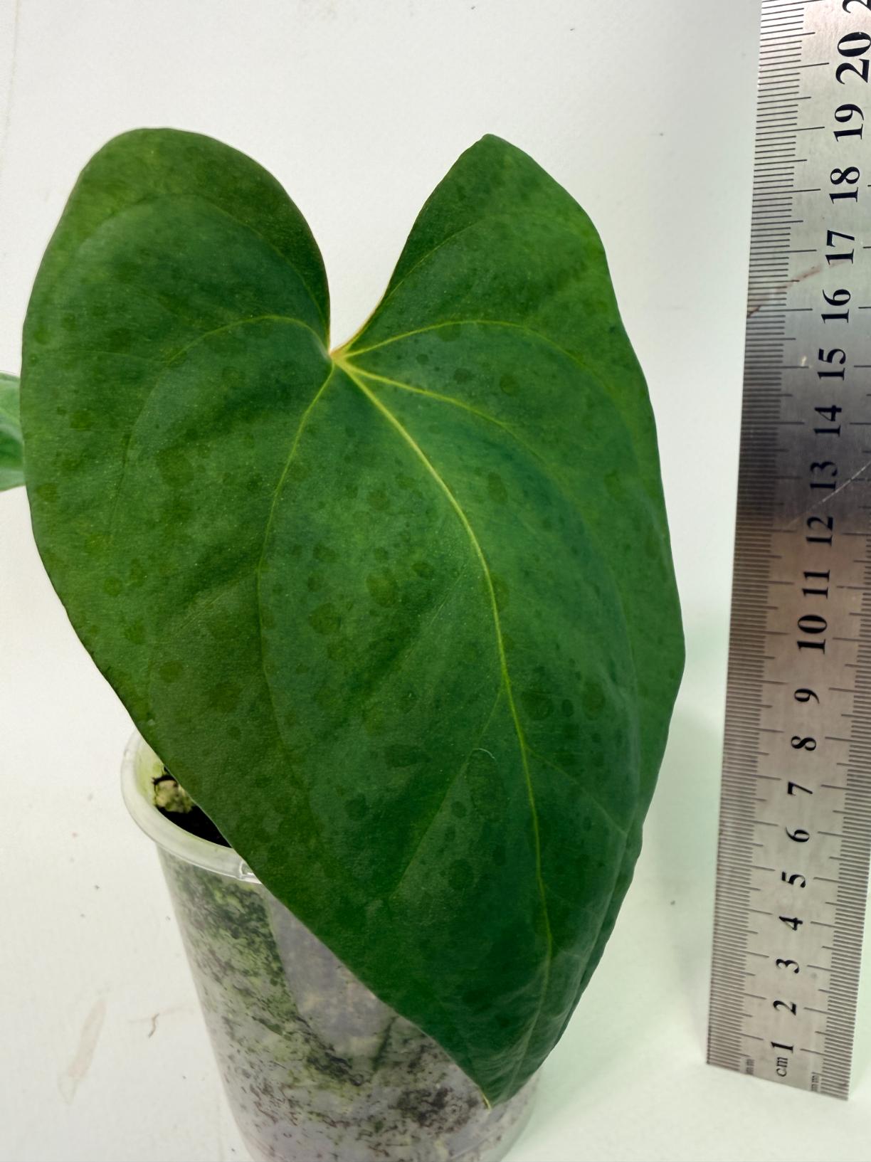 Anthurium Portillae x Dark Phoenix 4