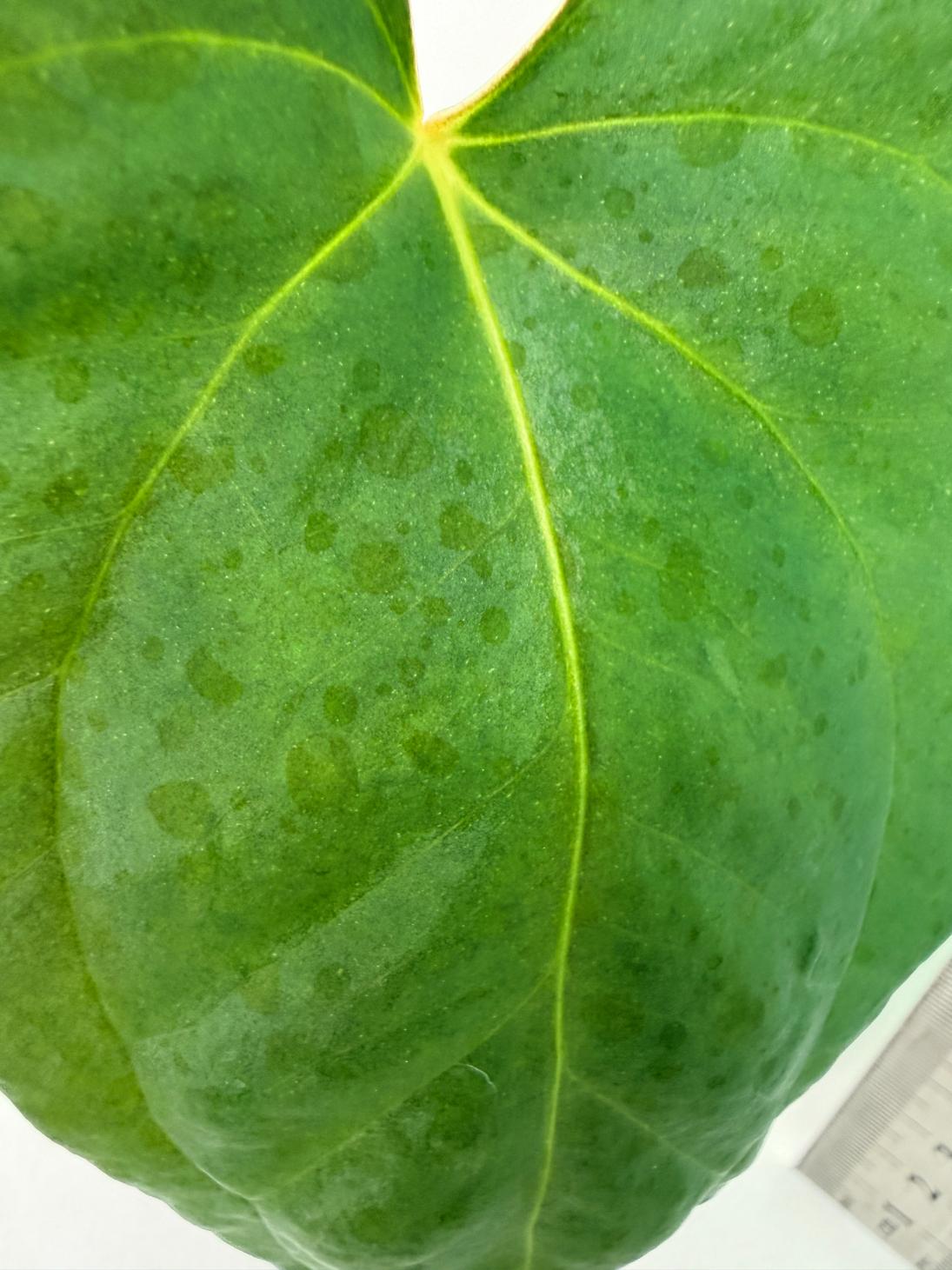 Anthurium Portillae x Dark Phoenix 5