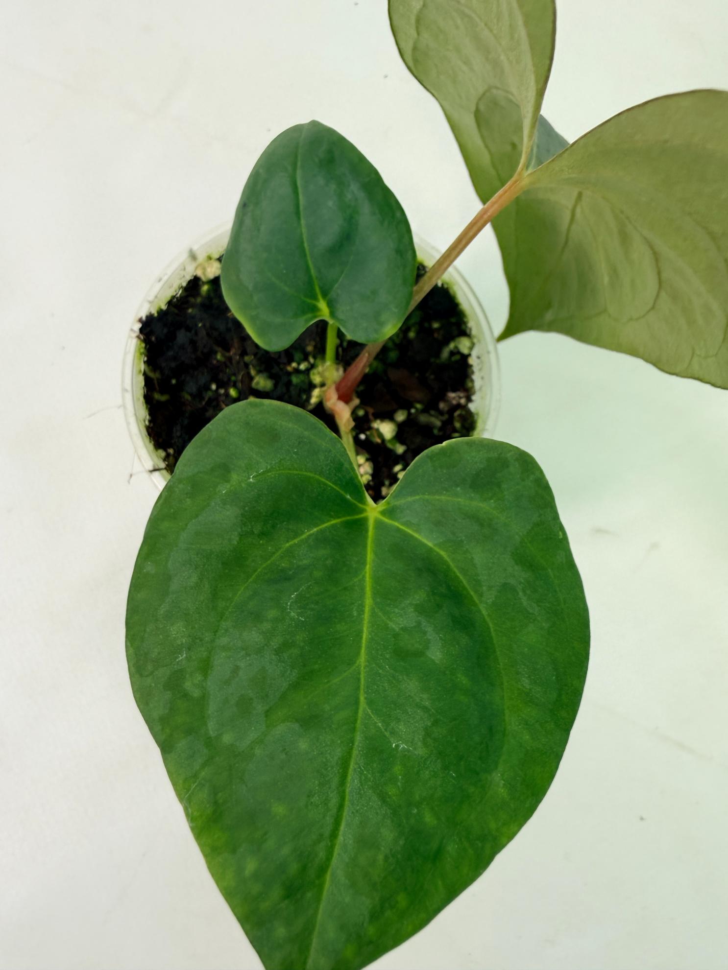 Anthurium Portillae x Dark Phoenix 6