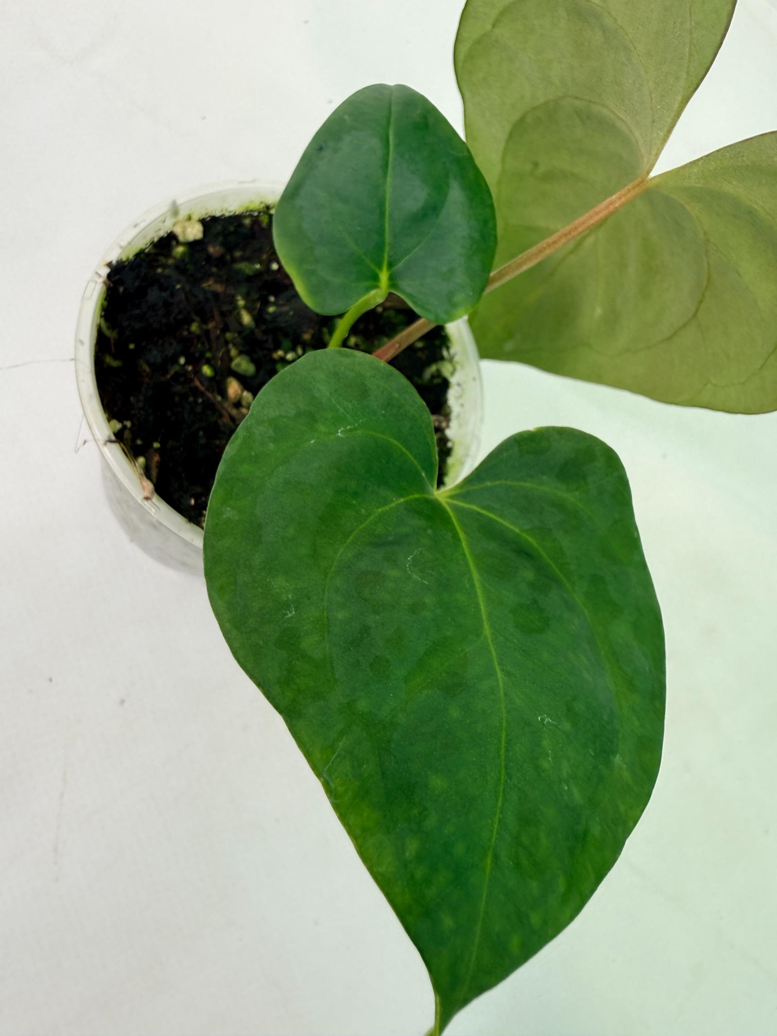 Anthurium Portillae x Dark Phoenix | Welovetropicalplants