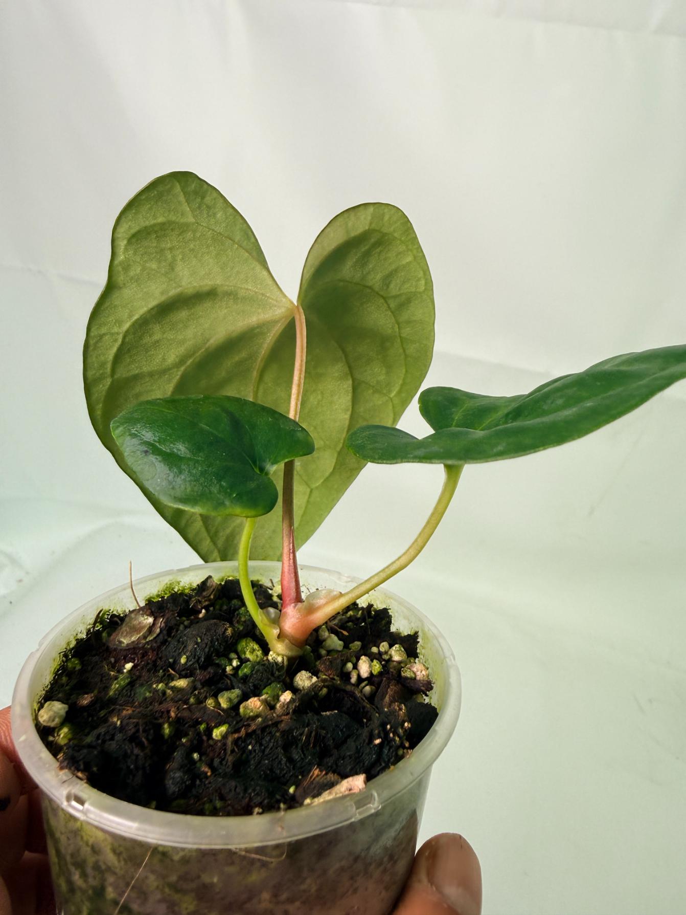 Anthurium Portillae x Dark Phoenix 8