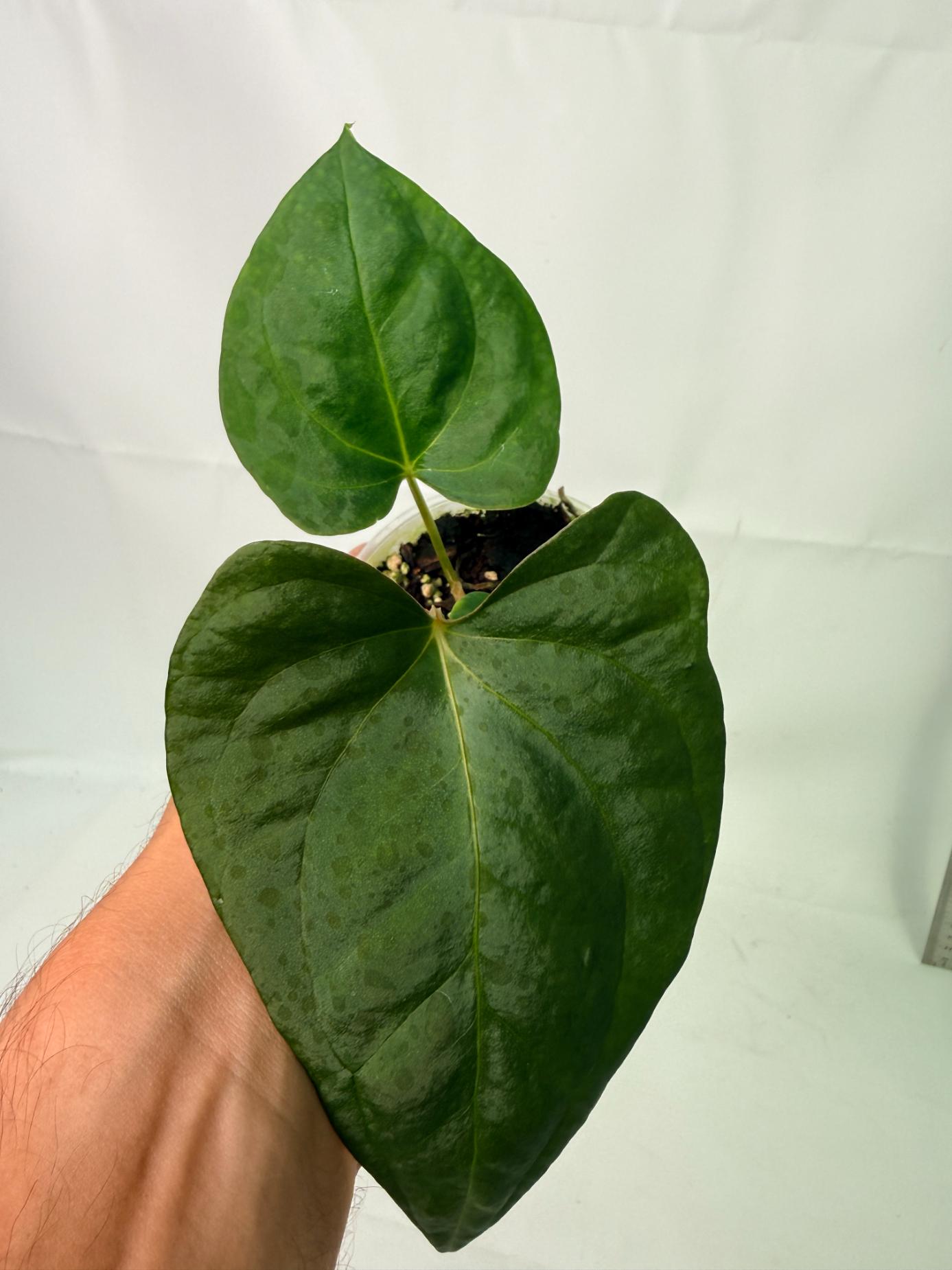 Anthurium Portillae x Dark Phoenix 1