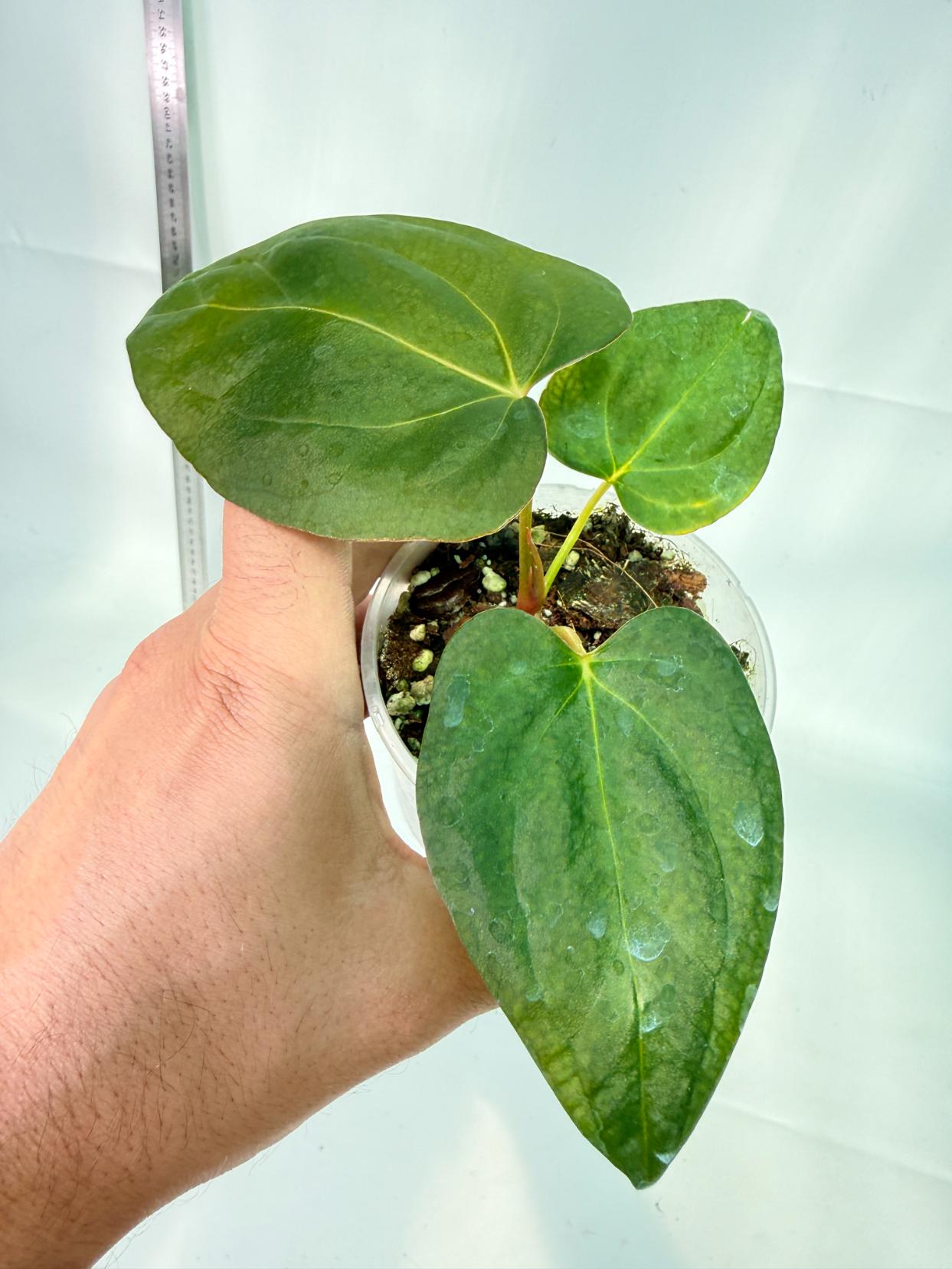 Anthurium Portillae x Dark Phoenix | Welovetropicalplants