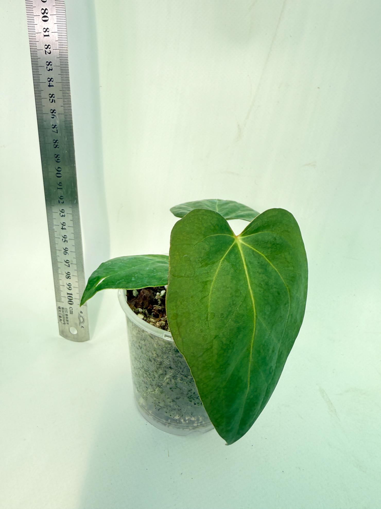 Anthurium Portillae x Dark Phoenix 1