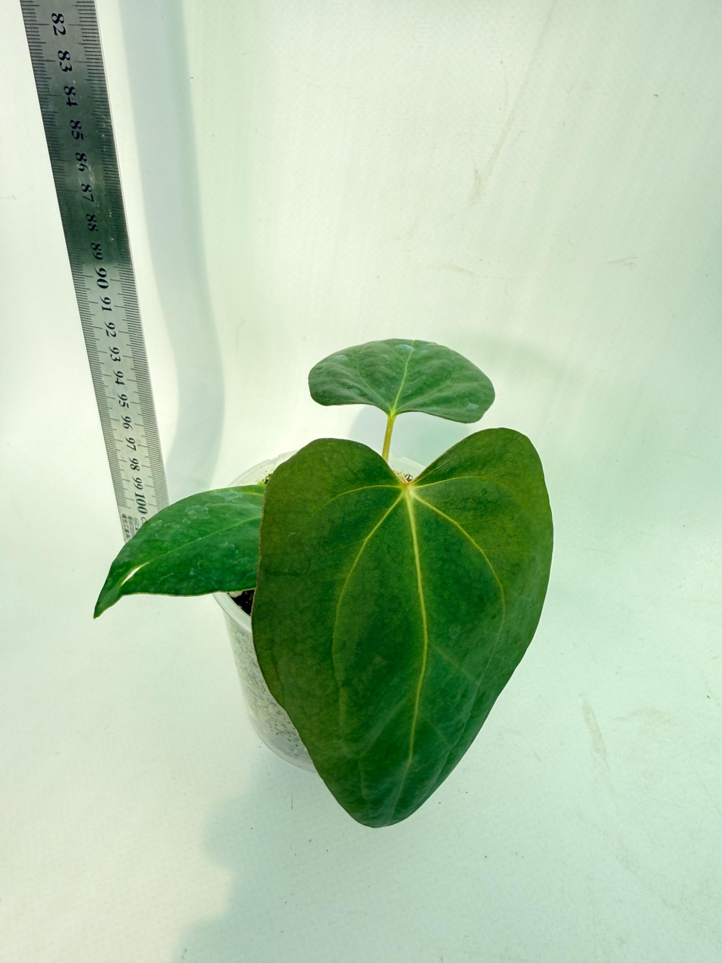 Anthurium Portillae x Dark Phoenix 6