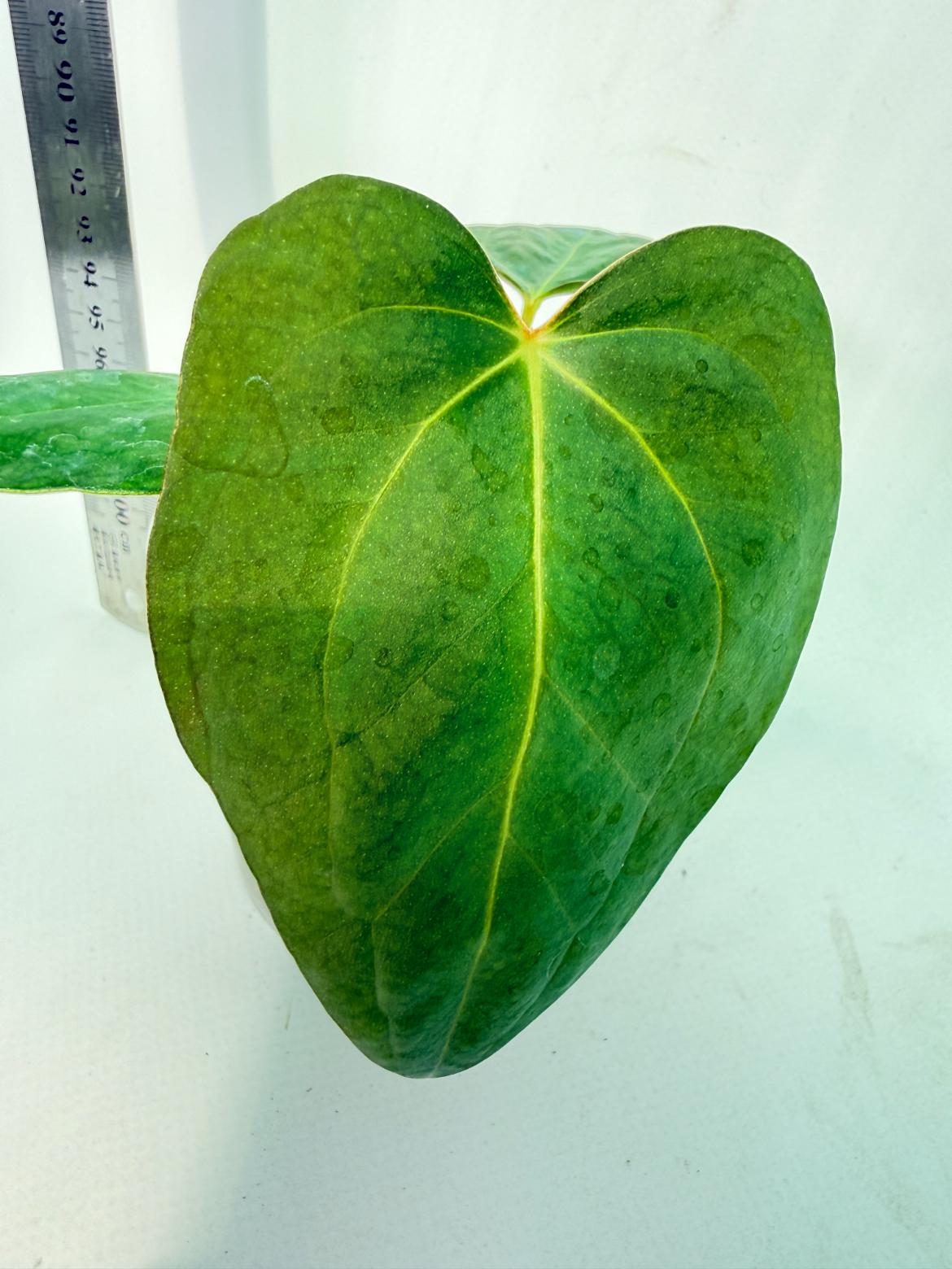 Anthurium Portillae x Dark Phoenix | Welovetropicalplants