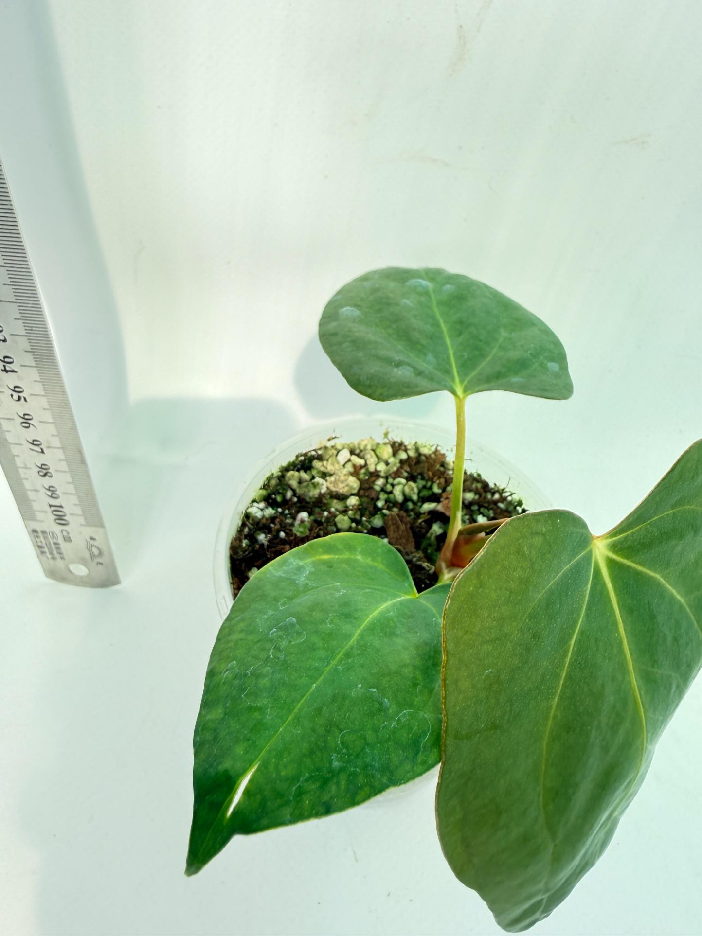 Anthurium Portillae x Dark Phoenix | Welovetropicalplants