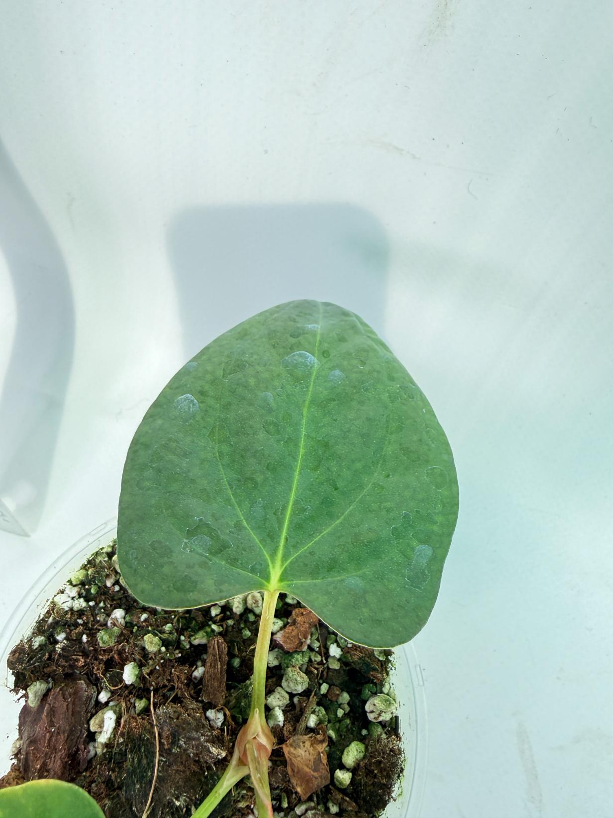 Anthurium Portillae x Dark Phoenix 9