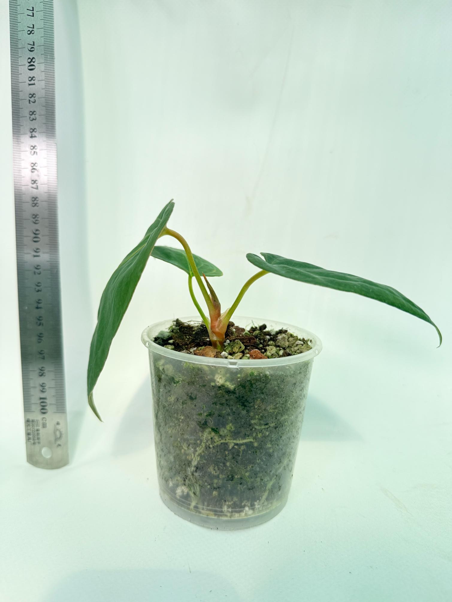 Anthurium Portillae x Dark Phoenix 5