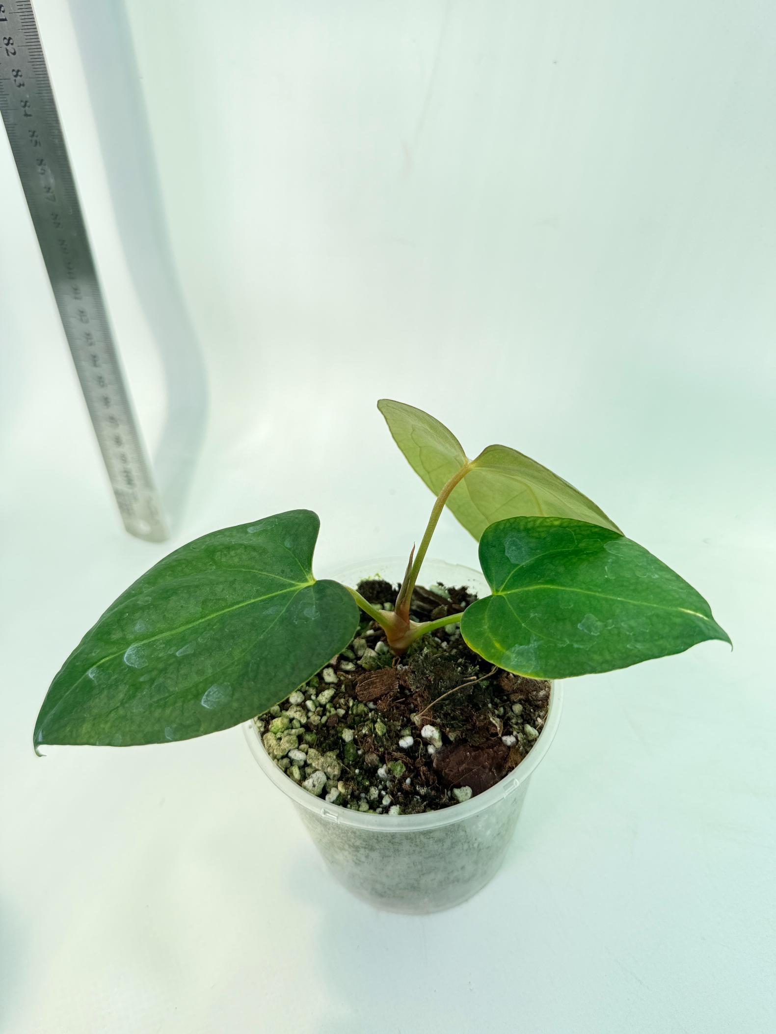 Anthurium Portillae x Dark Phoenix 7