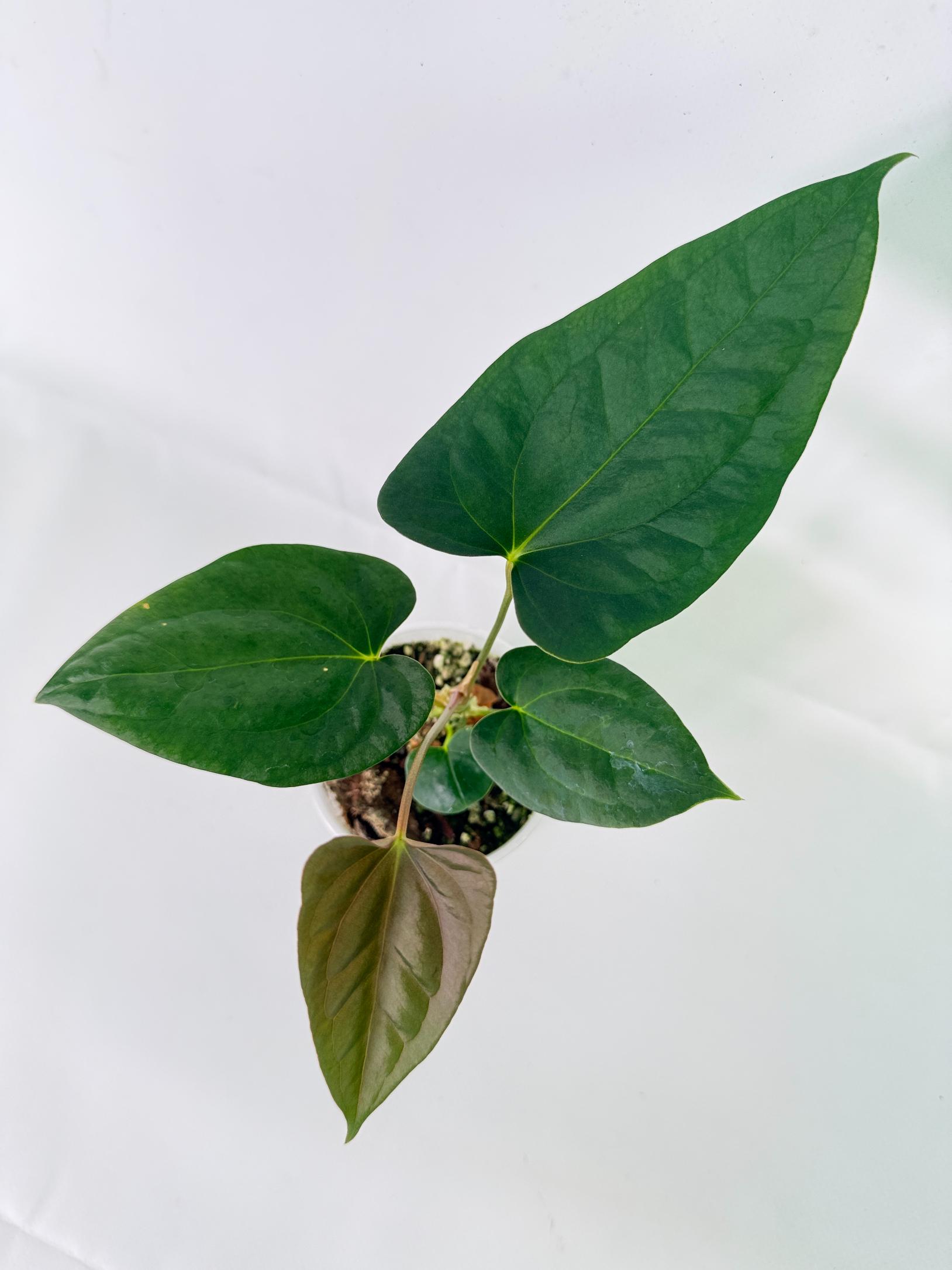 Anthurium Portillae x Dark Phoenix 10