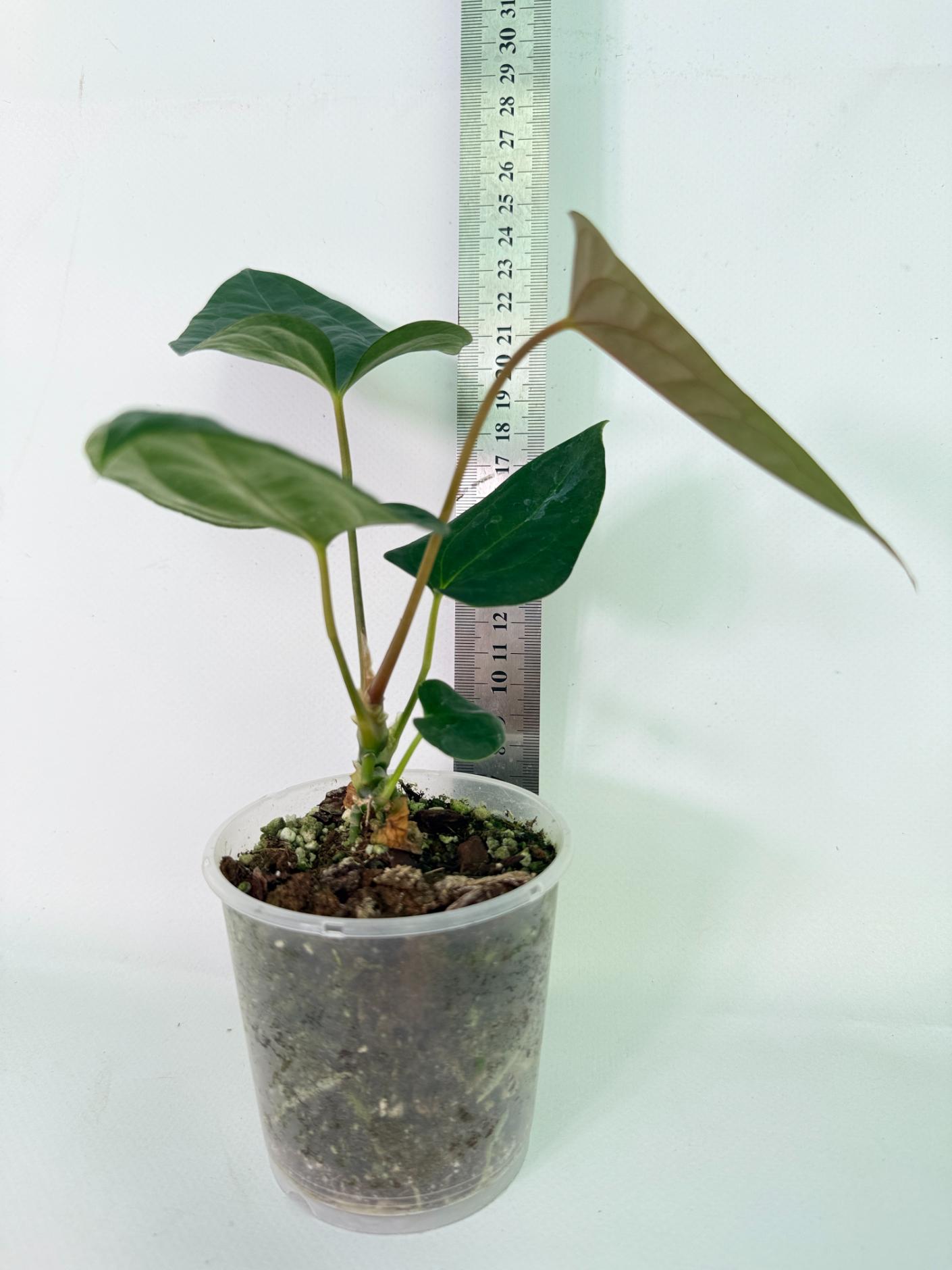 Anthurium Portillae x Dark Phoenix 03