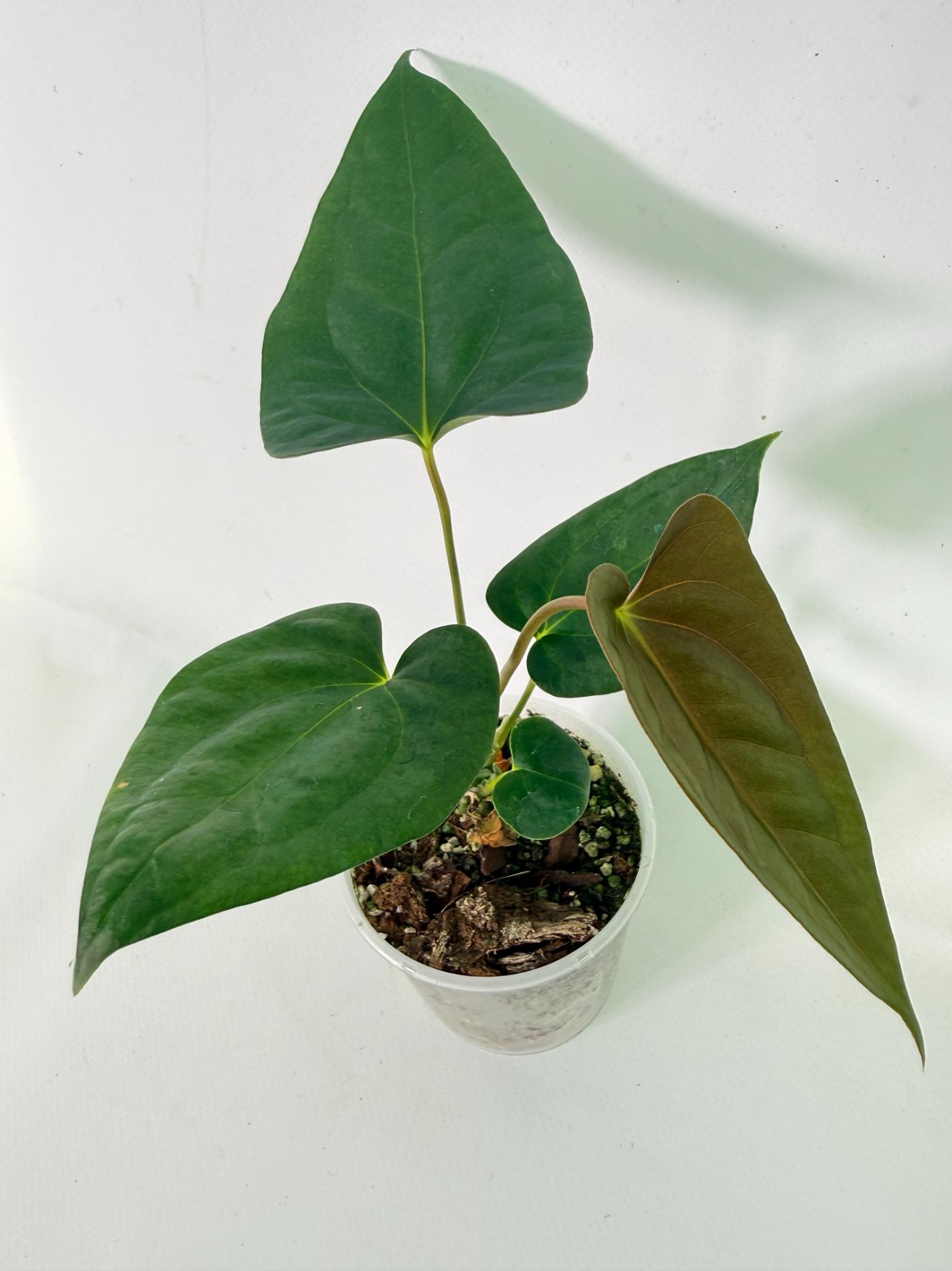 Anthurium Portillae x Dark Phoenix 02