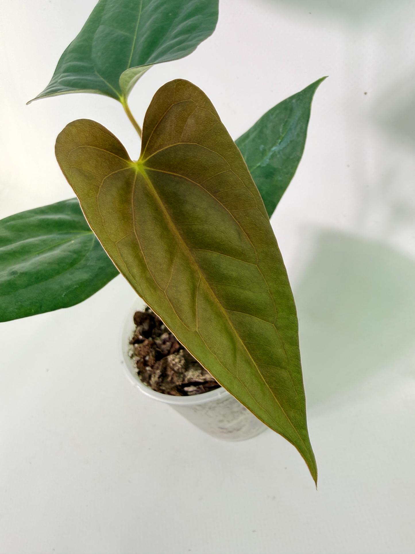 Anthurium Portillae x Dark Phoenix 04