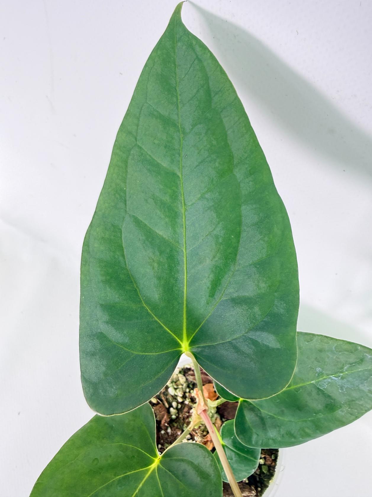 Anthurium Portillae x Dark Phoenix 05