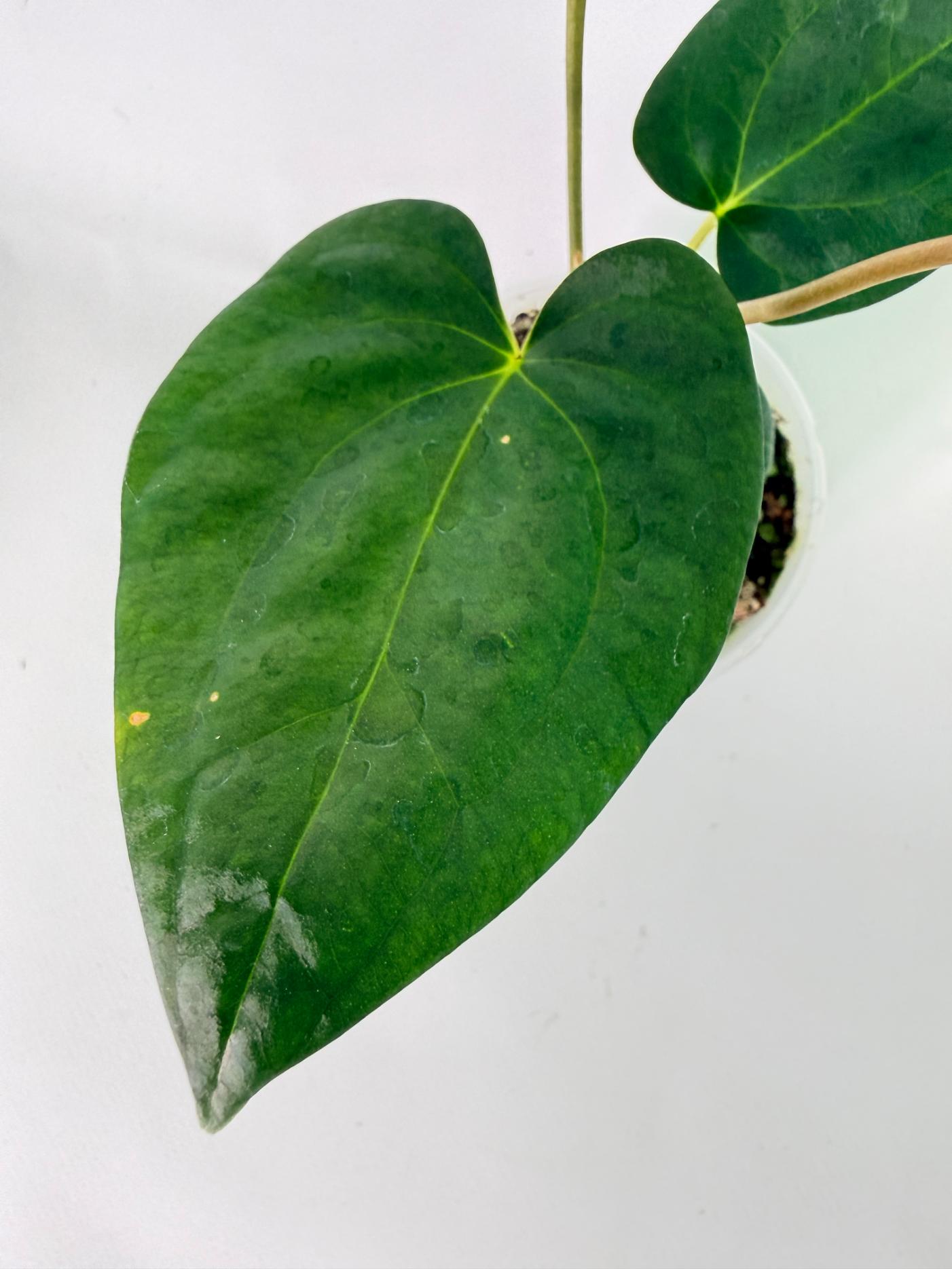 Anthurium Portillae x Dark Phoenix 06