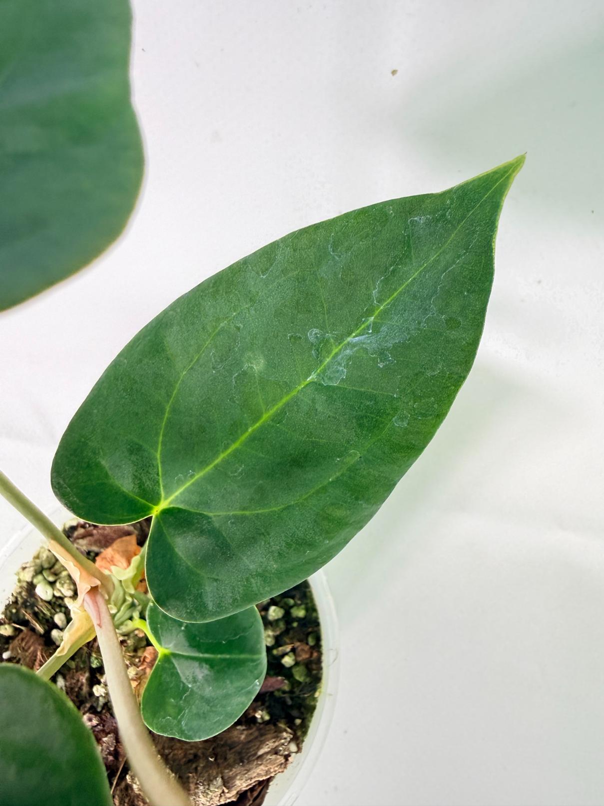Anthurium Portillae x Dark Phoenix 07