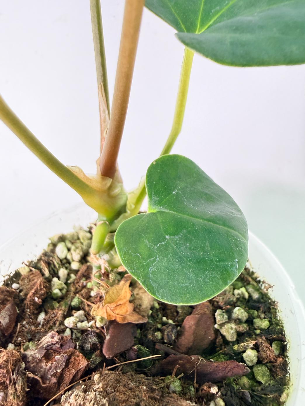 Anthurium Portillae x Dark Phoenix 08