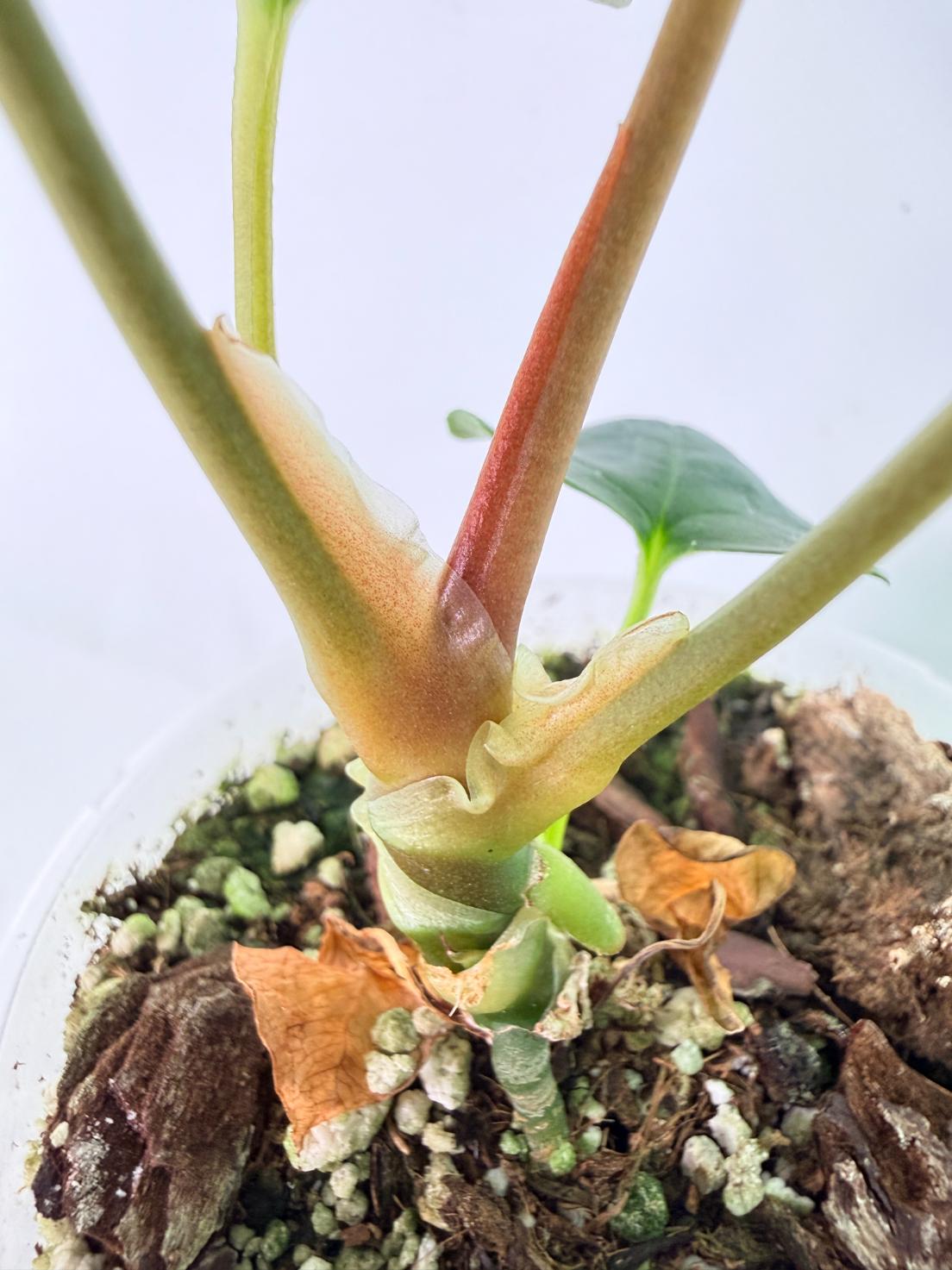 Anthurium Portillae x Dark Phoenix 09