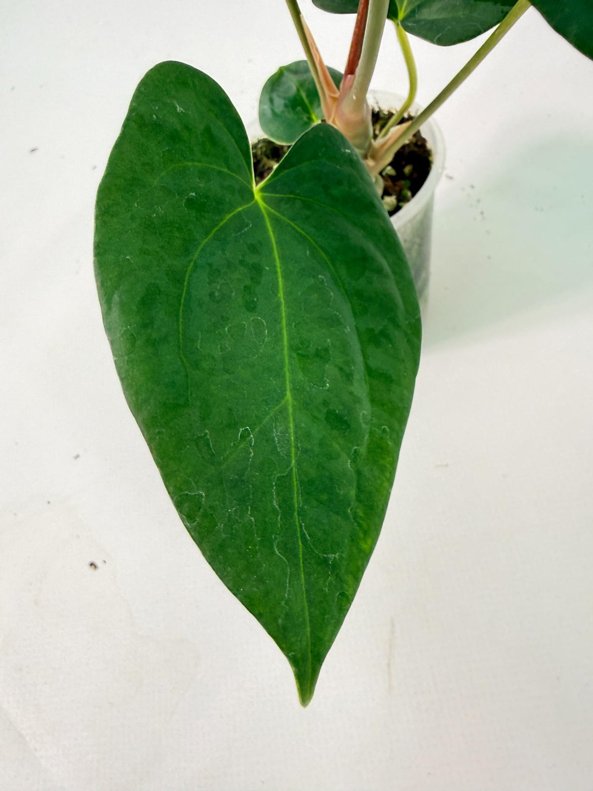 Anthurium Portillae x Dark Phoenix 09