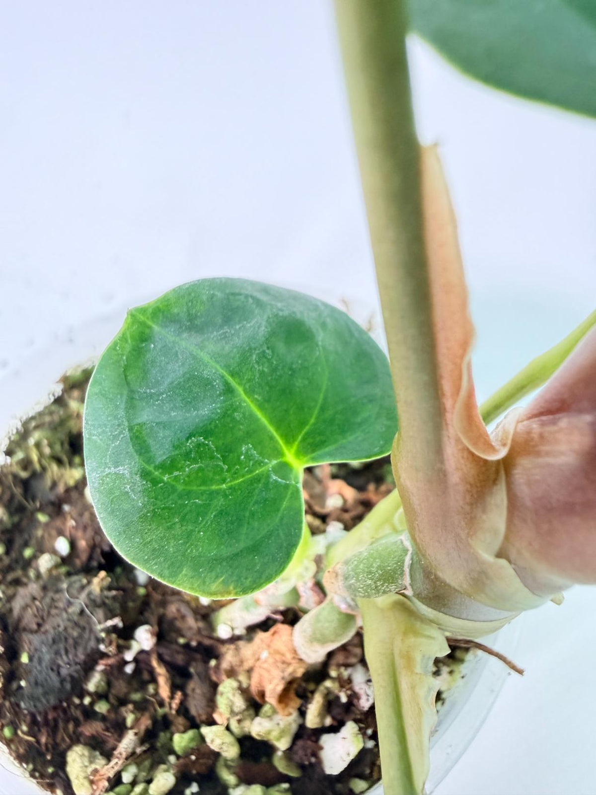Anthurium Portillae x Dark Phoenix 10