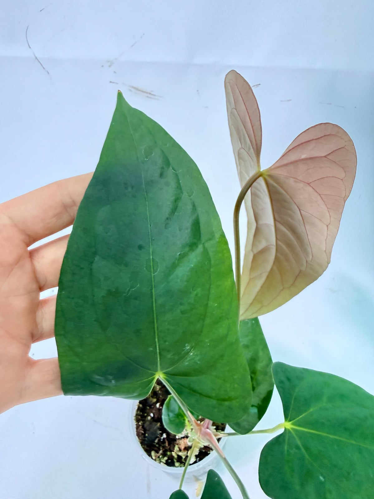 Anthurium Portillae x Dark Phoenix 11
