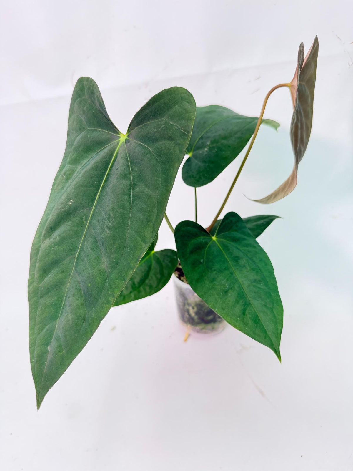 Anthurium Portillae x Dark Phoenix 01