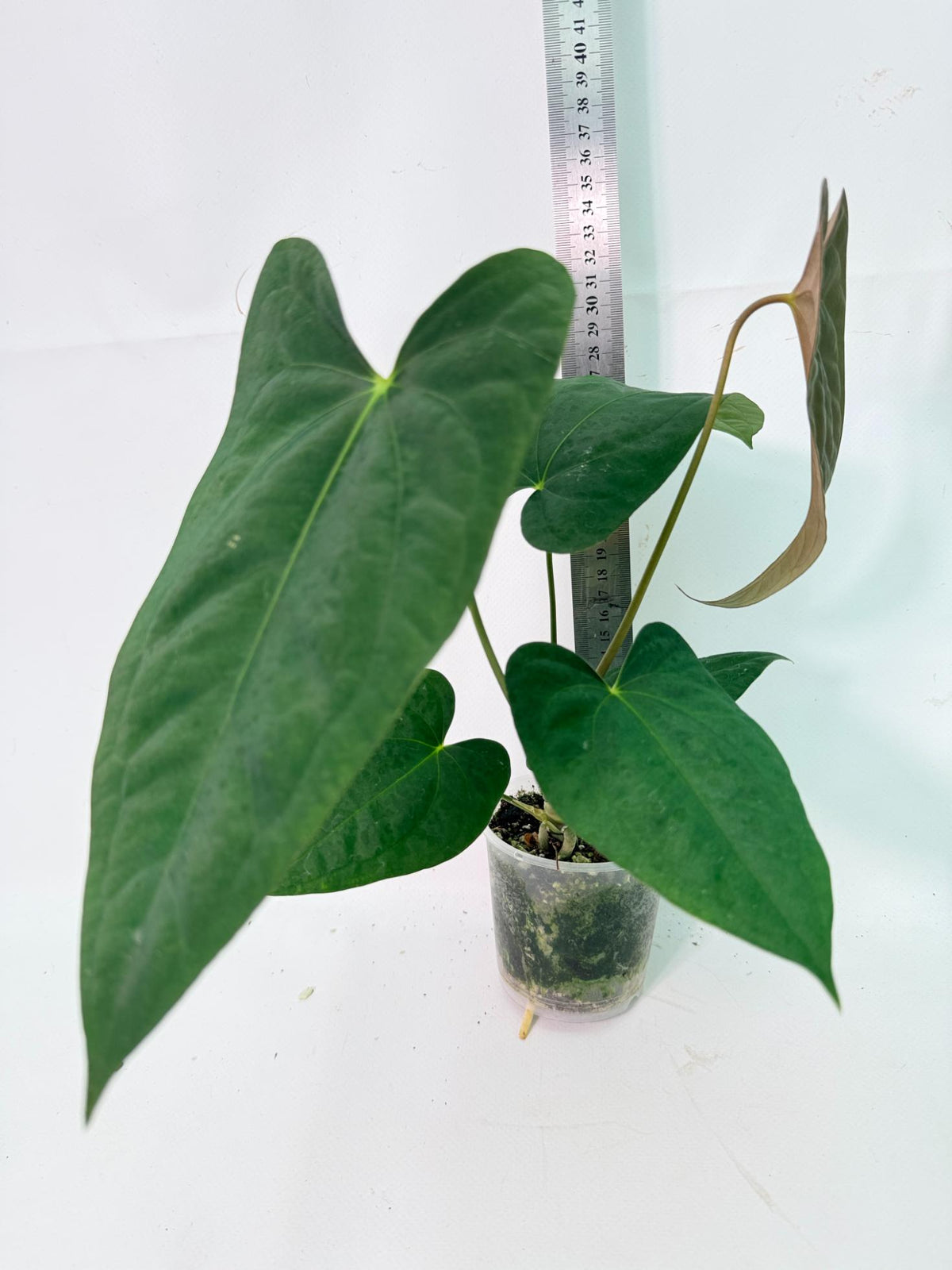 Anthurium Portillae x Dark Phoenix 05