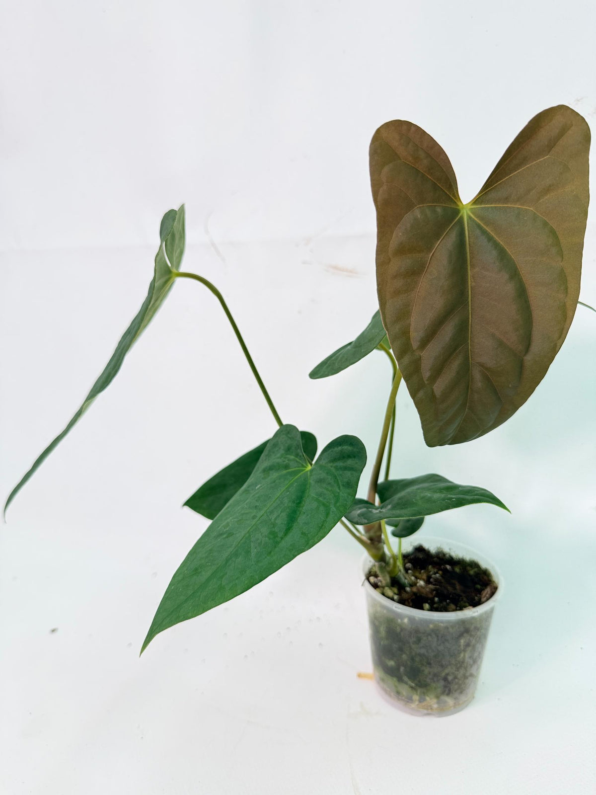 Anthurium Portillae x Dark Phoenix 04
