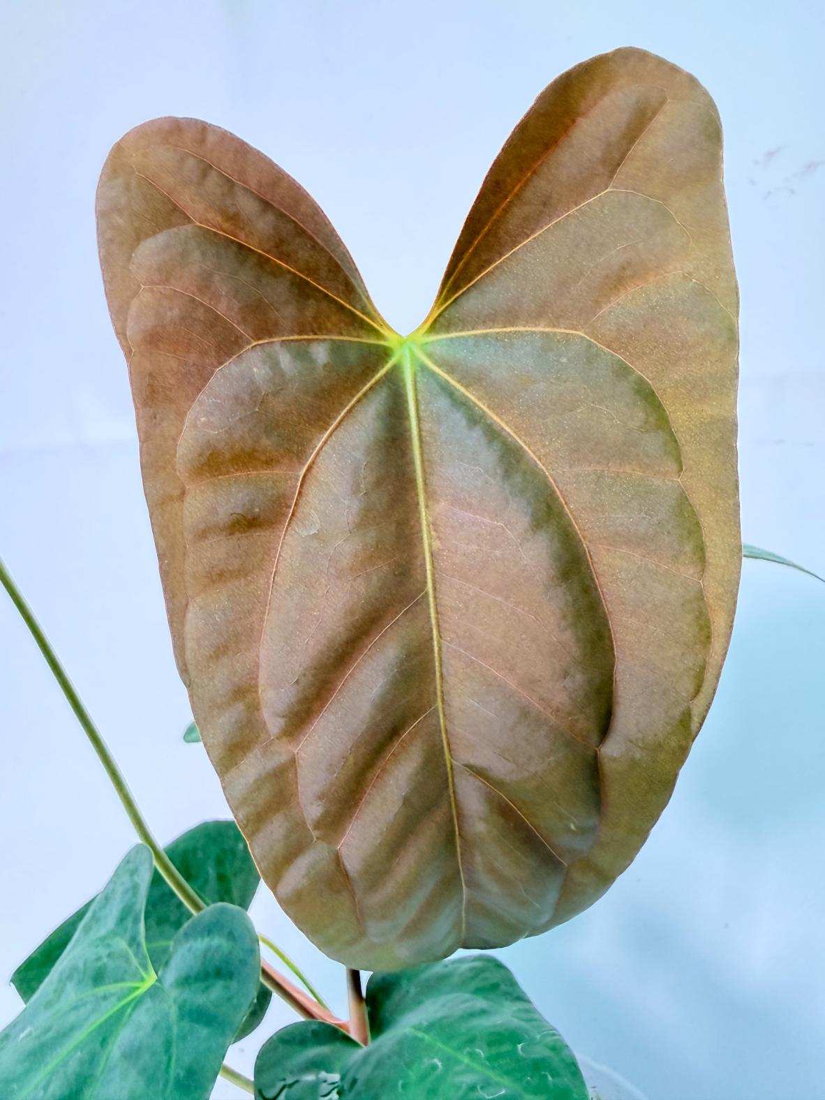 Anthurium Portillae x Dark Phoenix 03